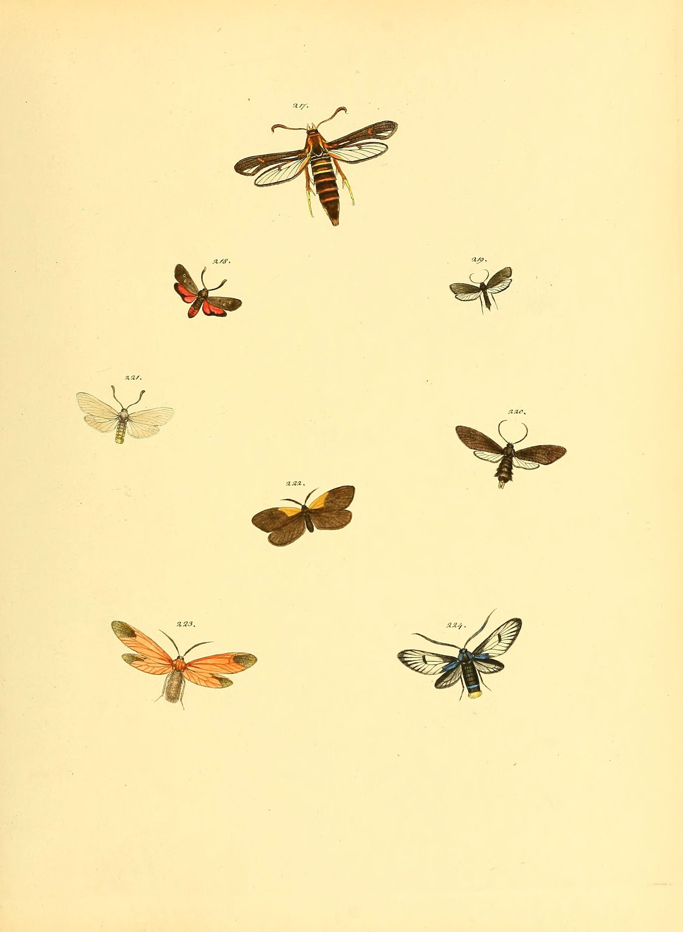 Sammlung neuer oder wenig bekannter aussereuropäischer Schmetterlinge (Plate 66) (6140440210)