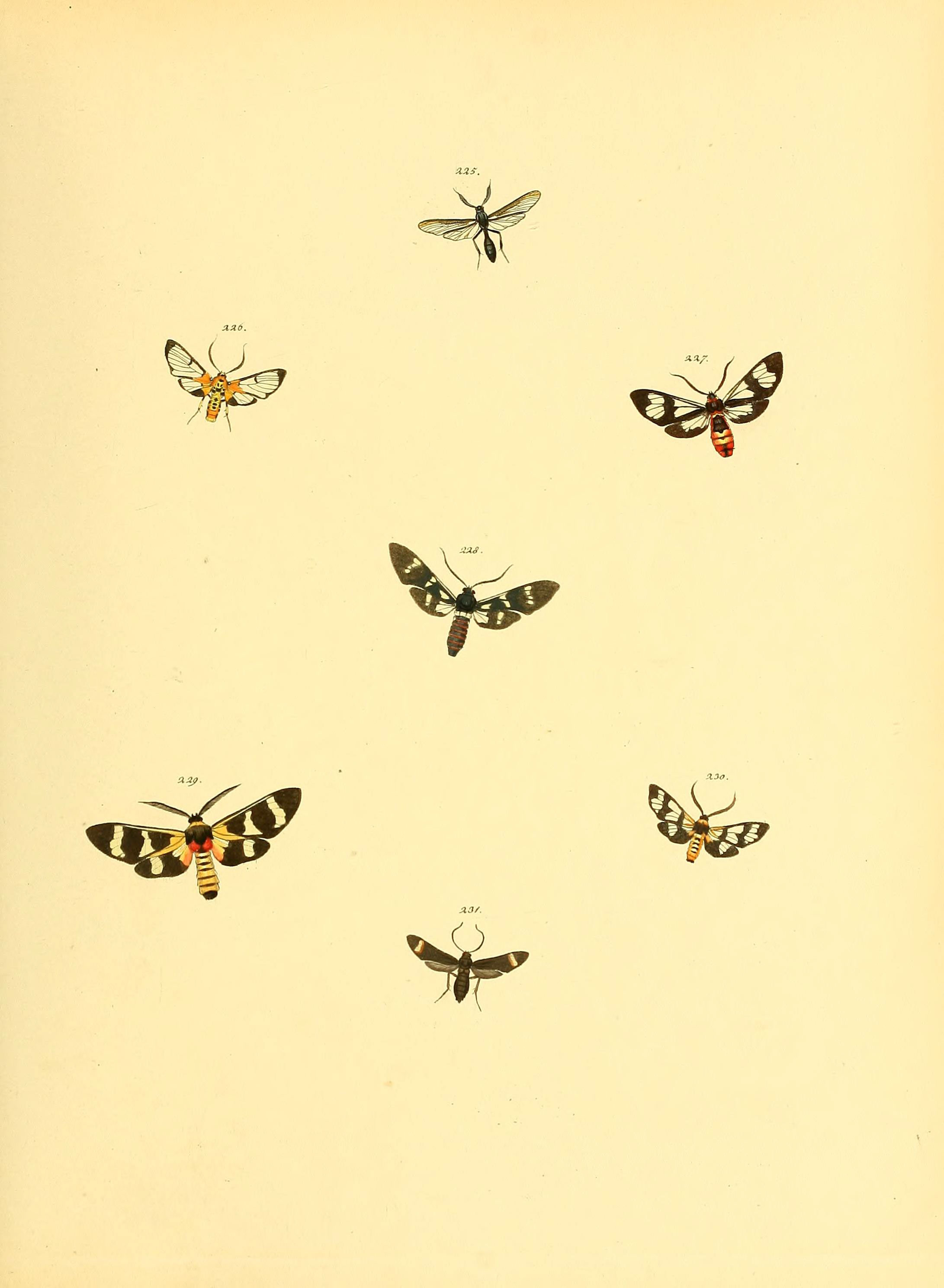Sammlung neuer oder wenig bekannter aussereuropäischer Schmetterlinge (Plate 67) (6140440450)