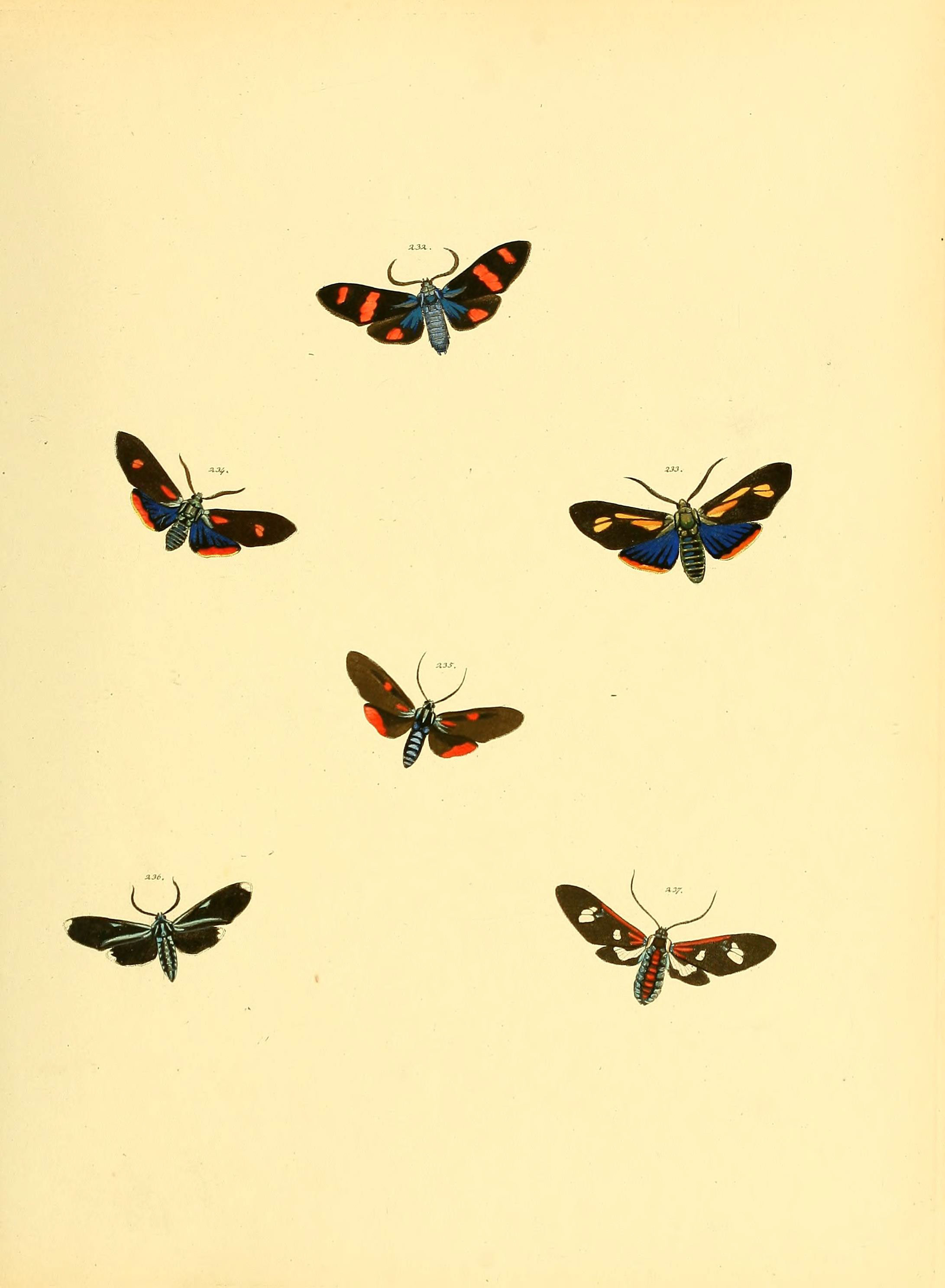 Sammlung neuer oder wenig bekannter aussereuropäischer Schmetterlinge (Plate 68) (6140440682)