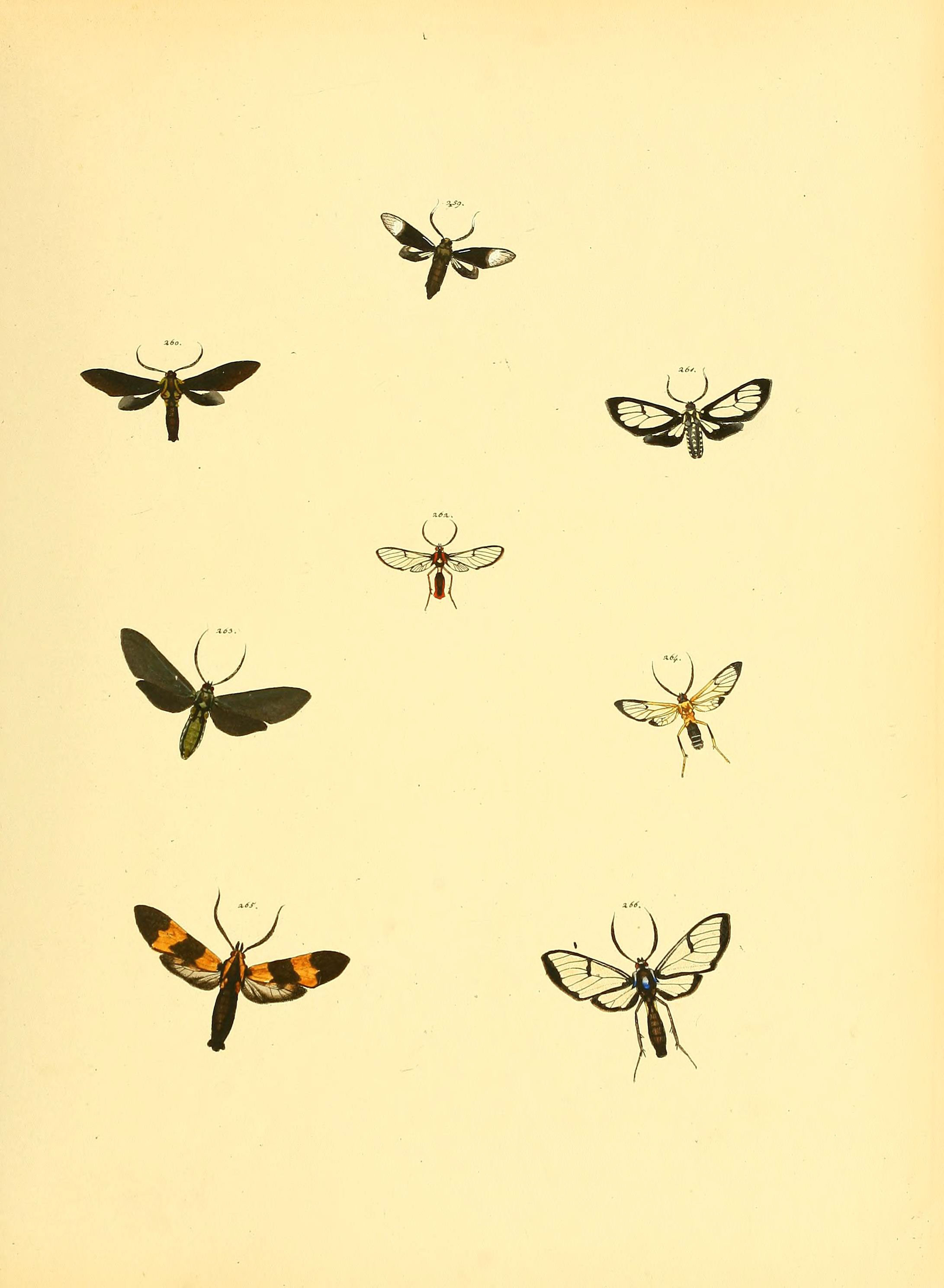 Sammlung neuer oder wenig bekannter aussereuropäischer Schmetterlinge (Plate 72) (6140441976)
