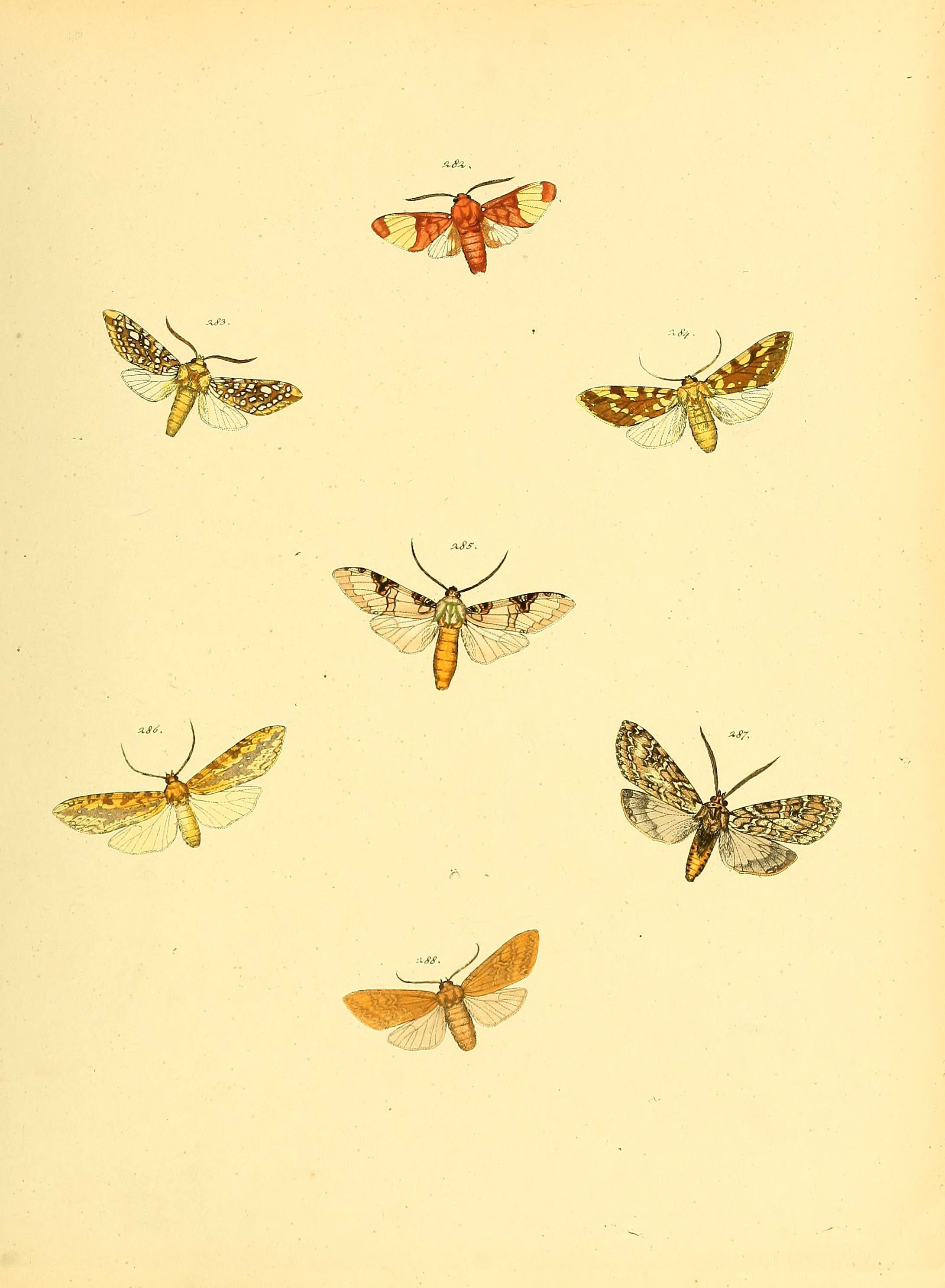 Sammlung neuer oder wenig bekannter aussereuropäischer Schmetterlinge (Plate 75) (6140442956)