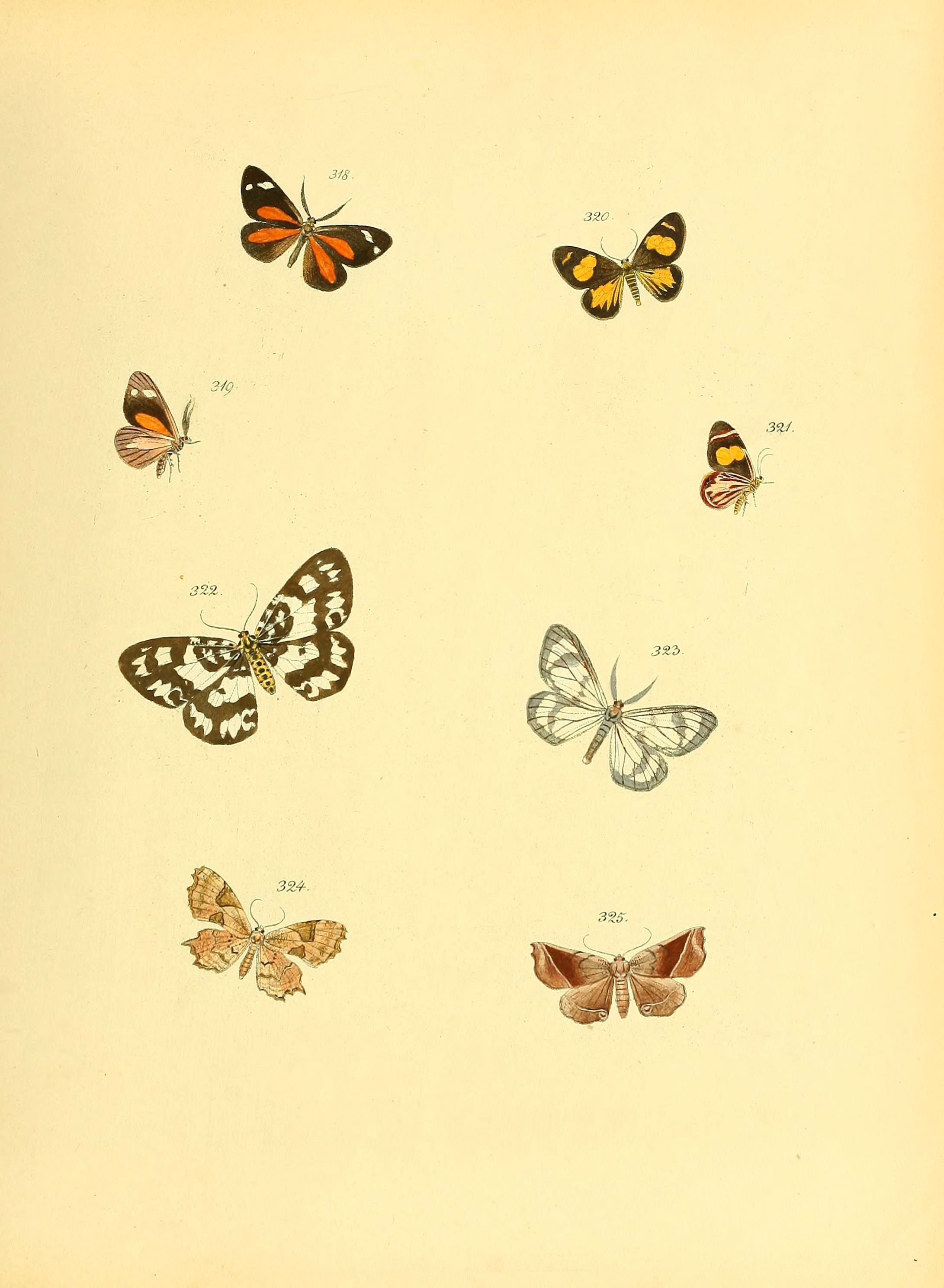 Sammlung neuer oder wenig bekannter aussereuropäischer Schmetterlinge (Plate 81) (6139893983)