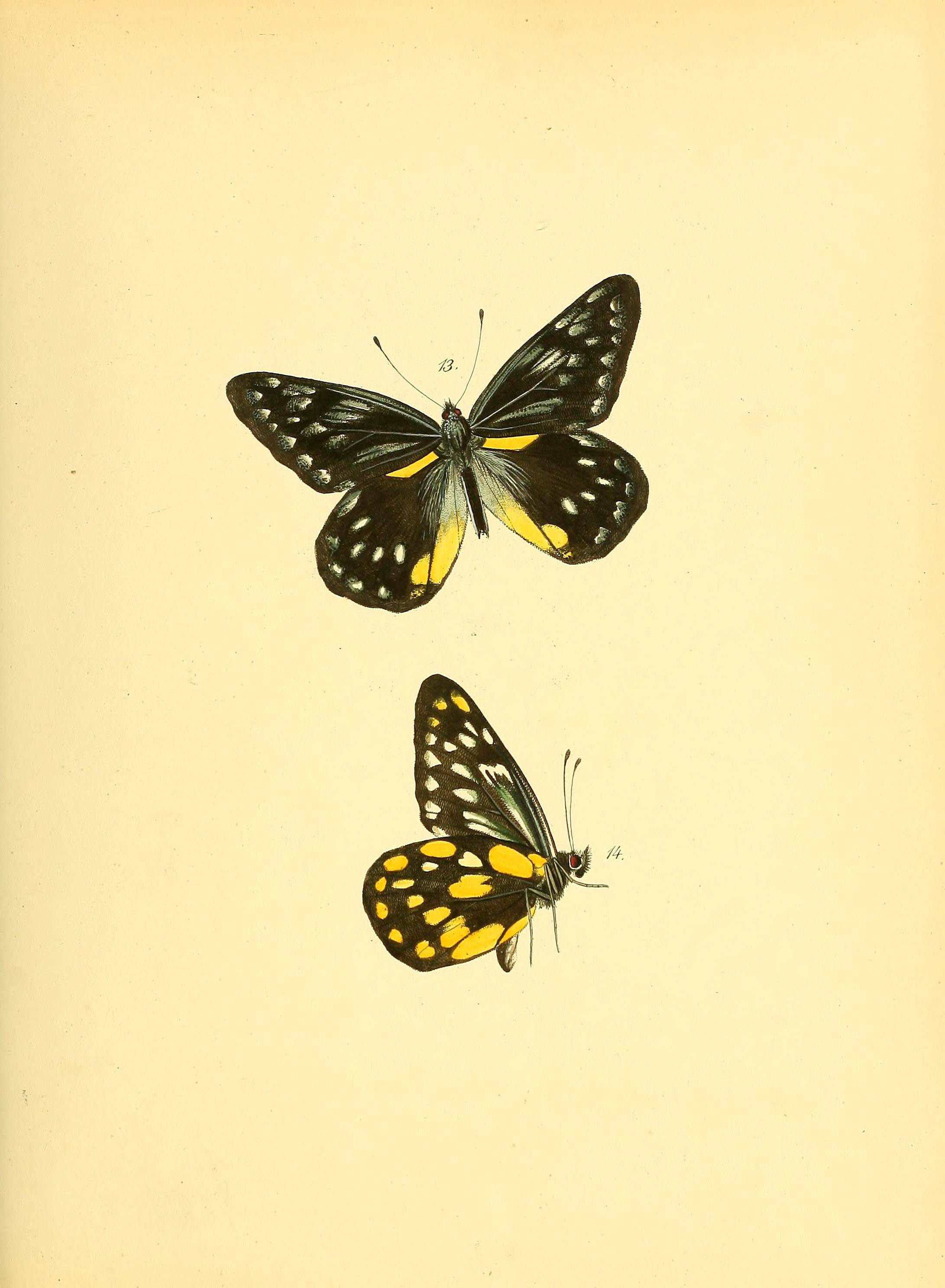 Sammlung neuer oder wenig bekannter aussereuropäischer Schmetterlinge (Plate 8) (6139868897)