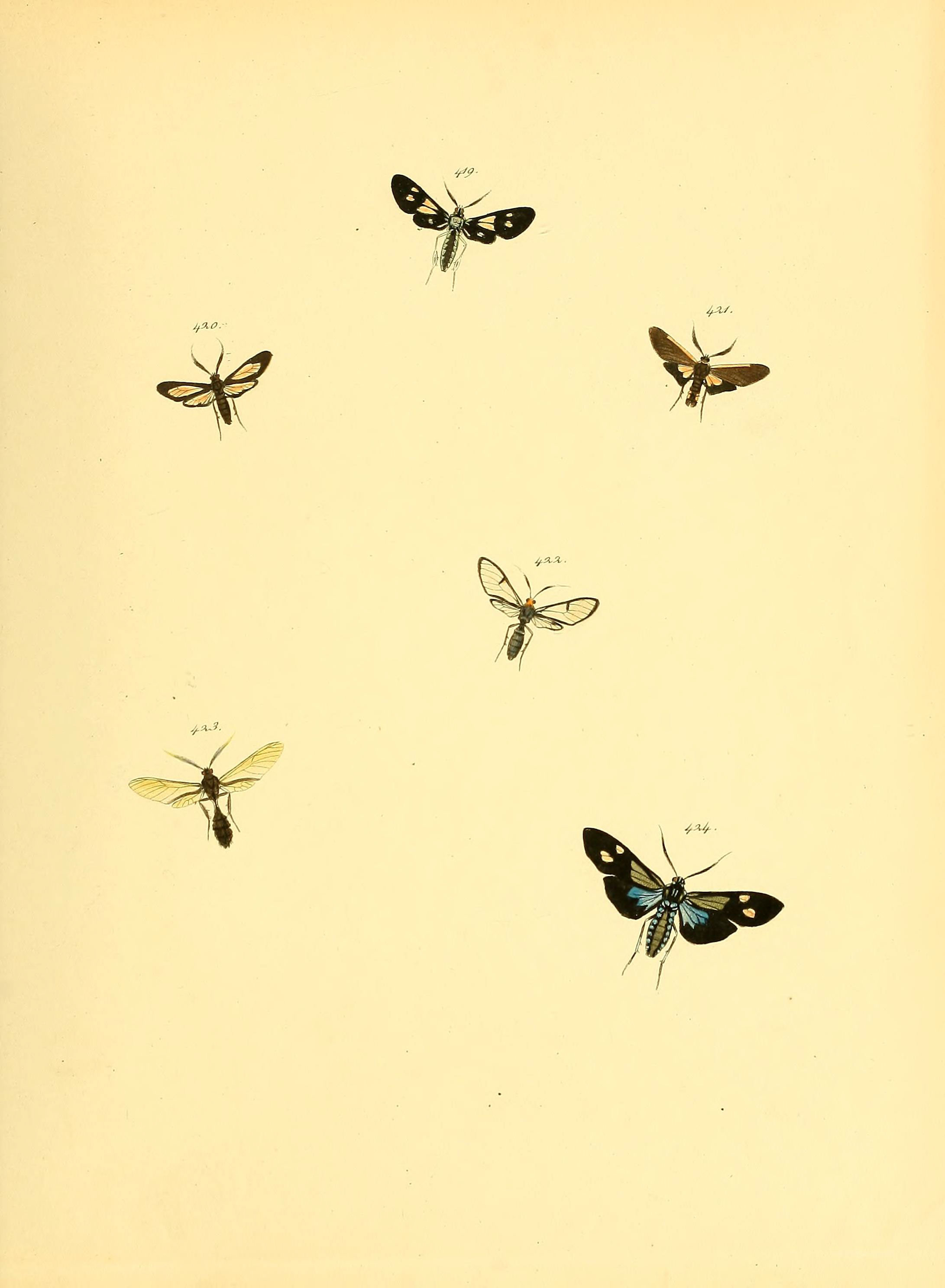 Sammlung neuer oder wenig bekannter aussereuropäischer Schmetterlinge (Plate 96) (6140459718)