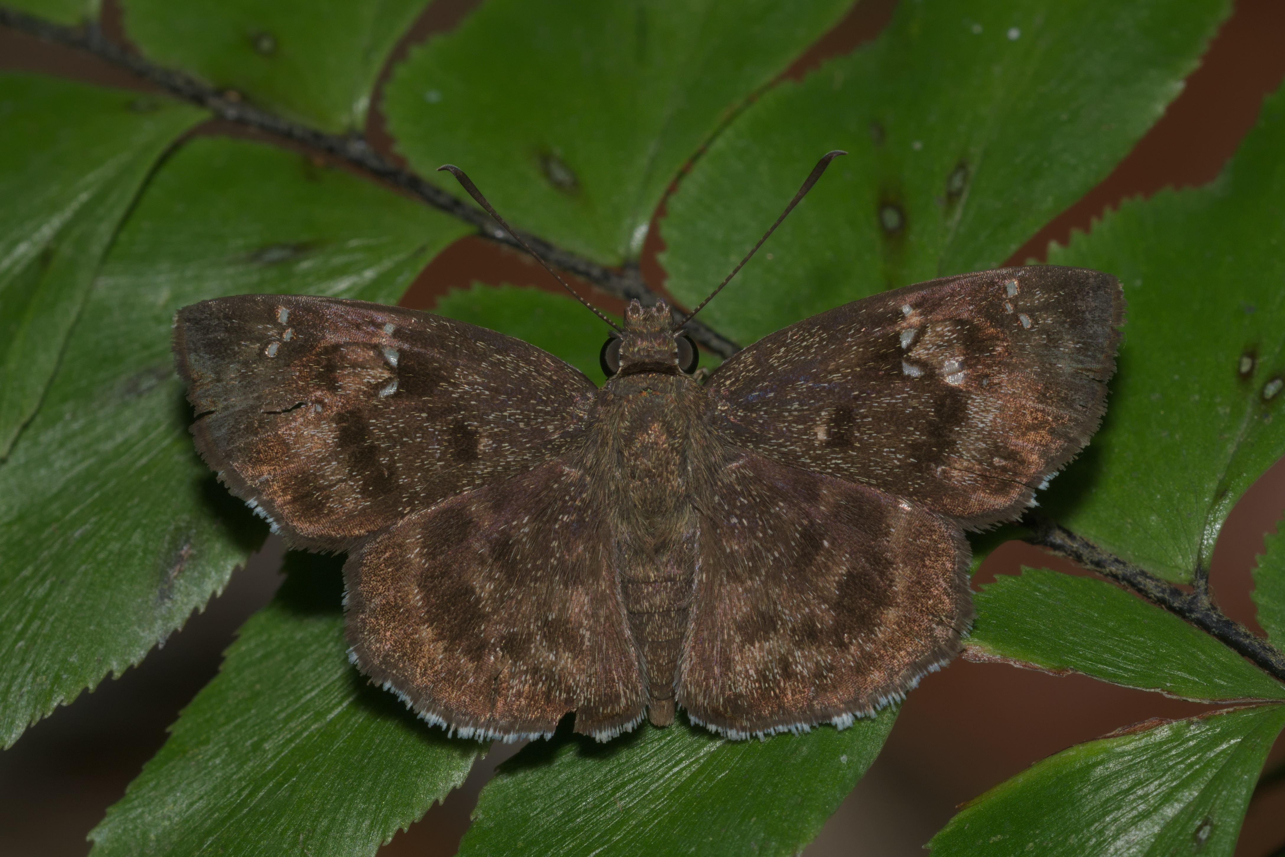 Sarangesa dasahara-Kadavoor-2016-04-02-001