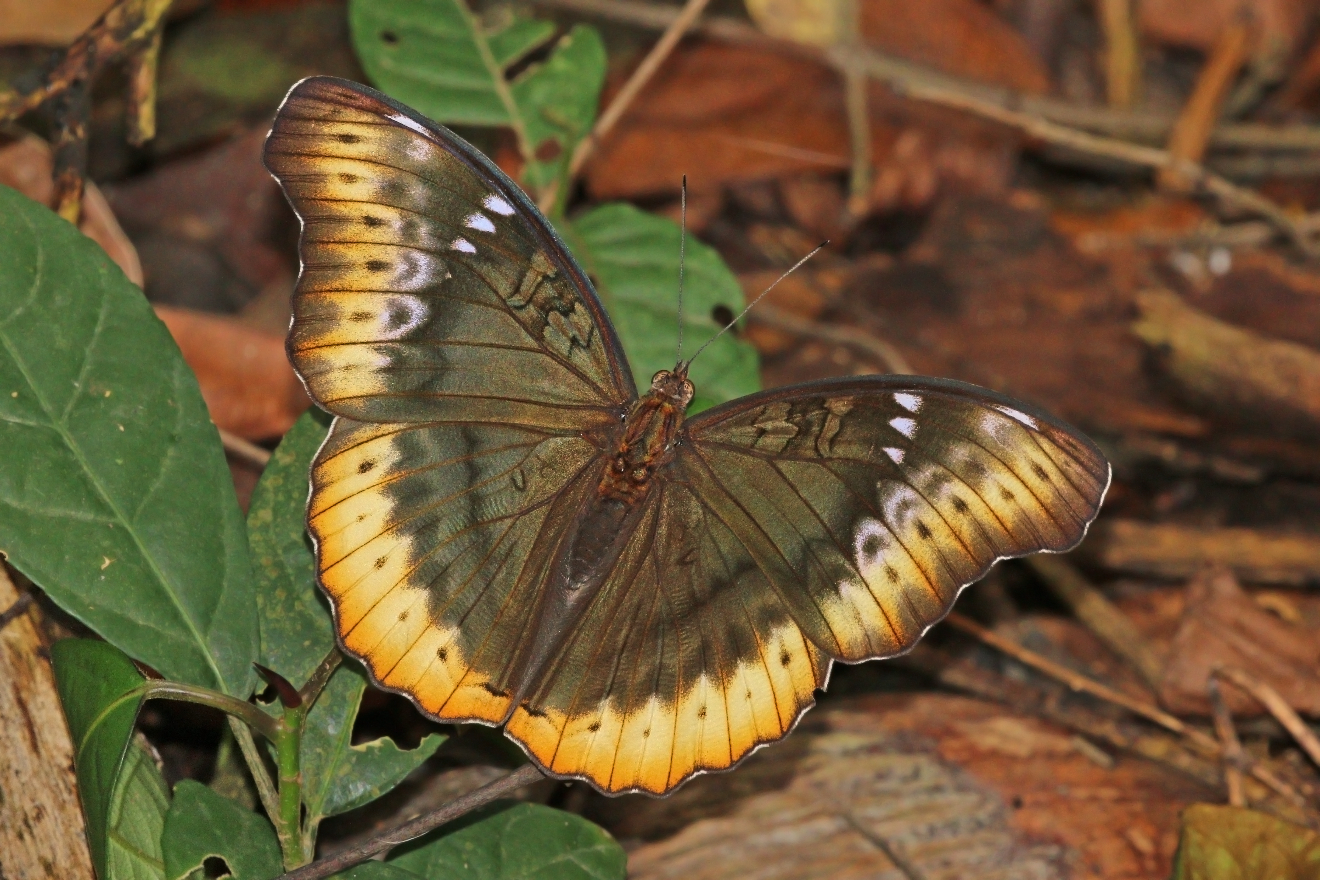Scalloped yellow glider (Cymothoe fumana fumana) female