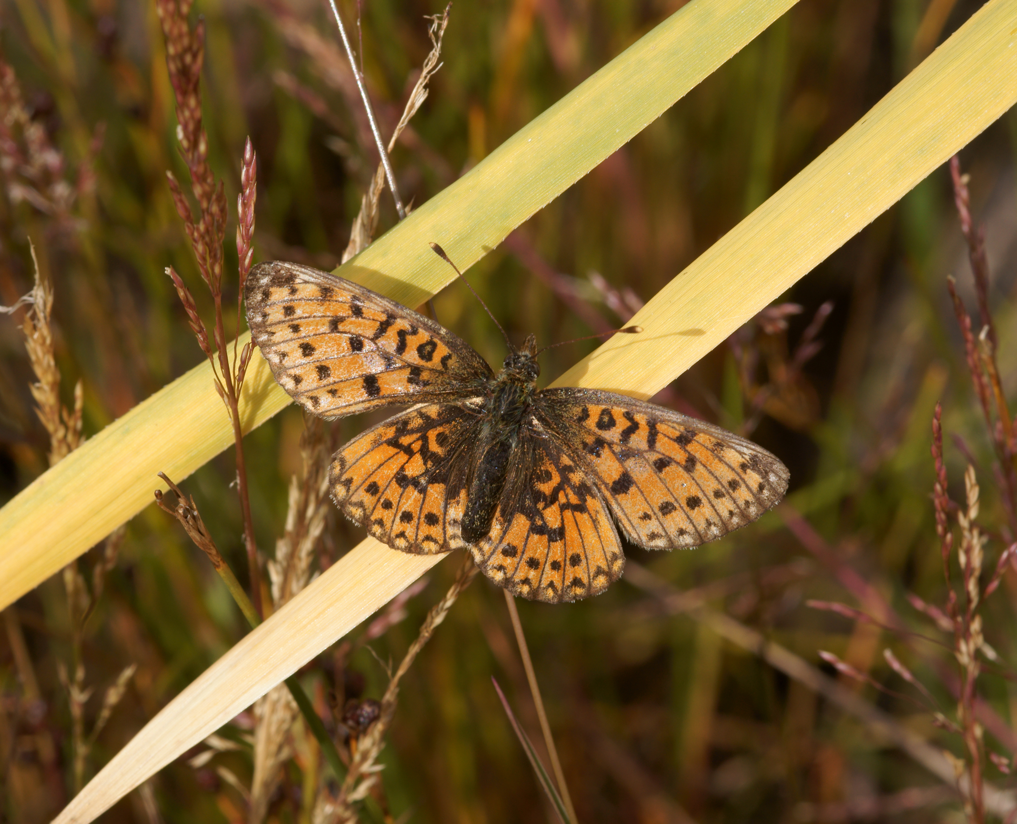 Scarce copper