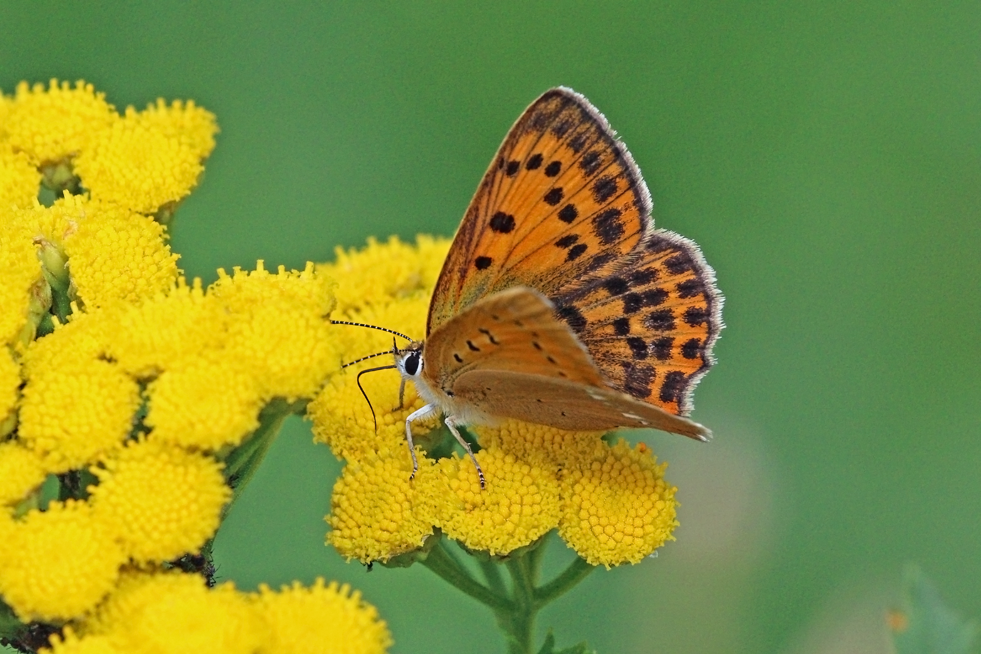 Scarce copper (Lycaena virgaureae) female Bulgaria