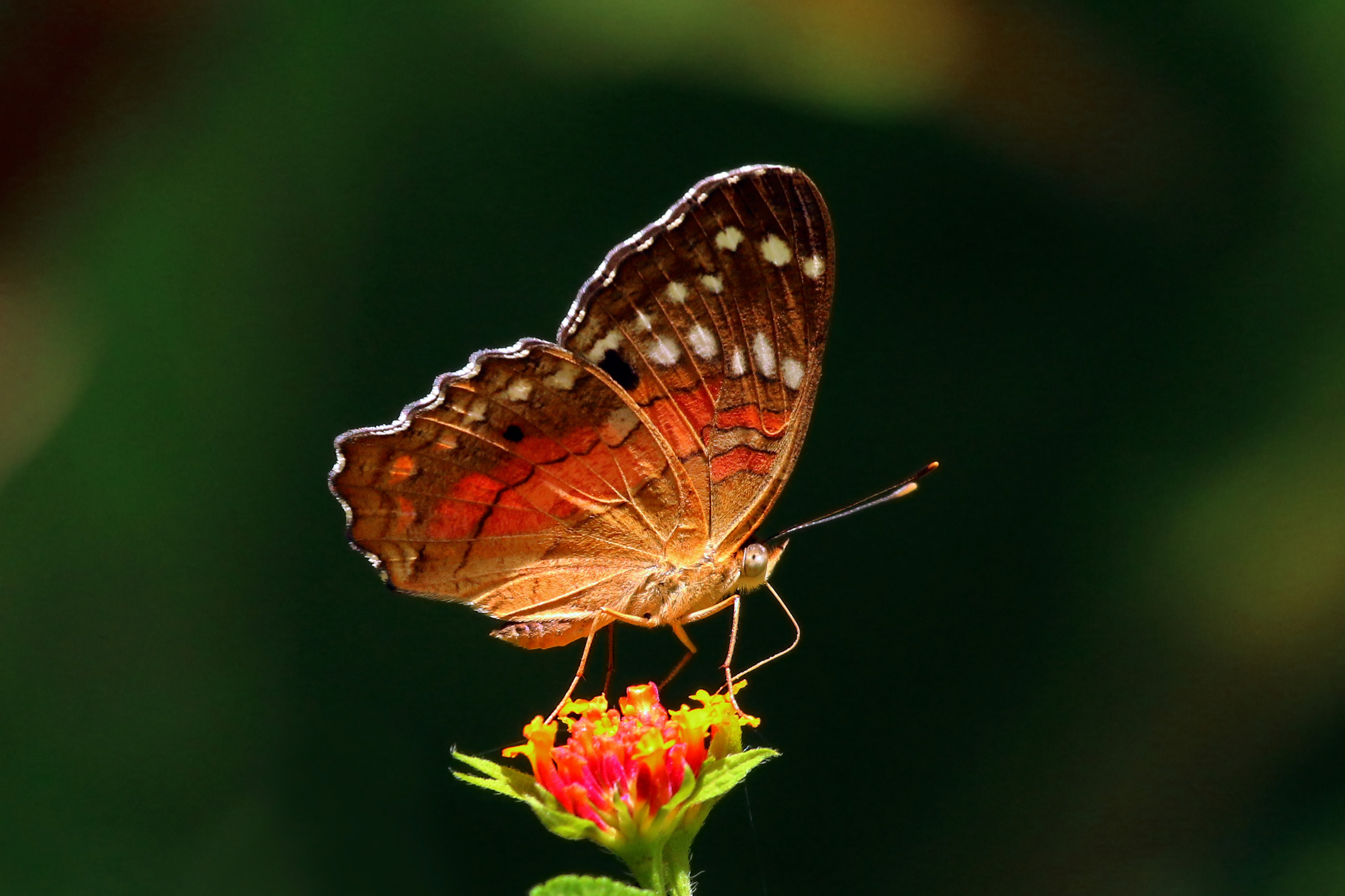 Scarlet peacock (Anartia amathea) male underside Tr