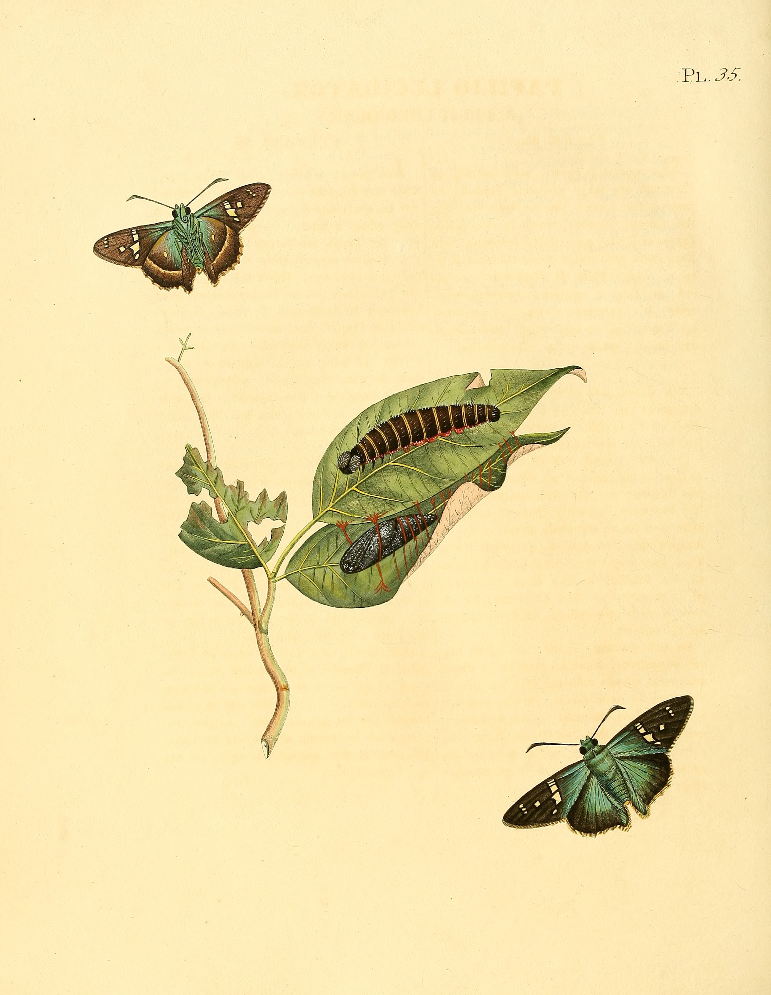 Sepp-Surinaamsche vlinders - pl 035 plate Astraptes talus