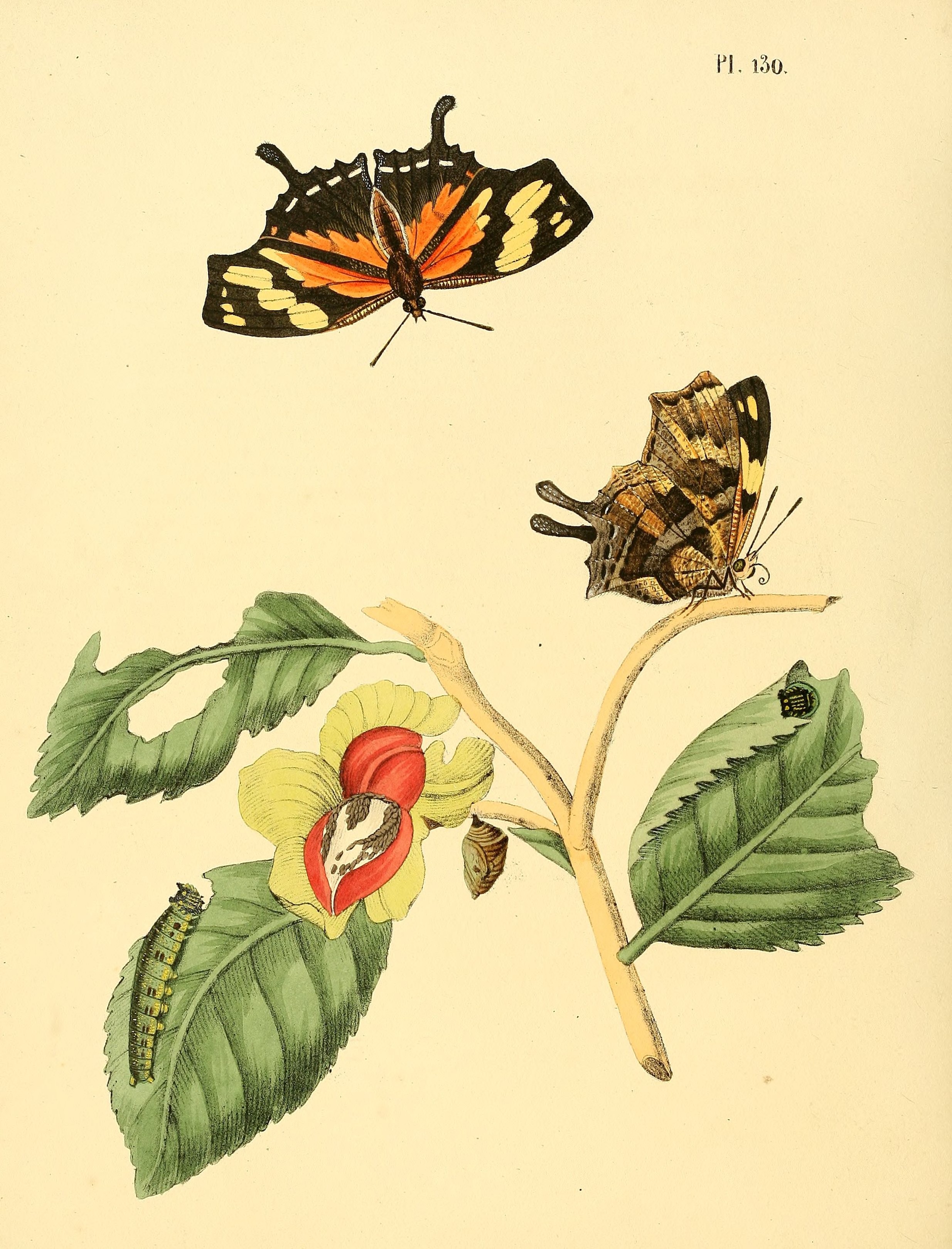 Sepp-Surinaamsche vlinders - pl 130 plate Consul fabius