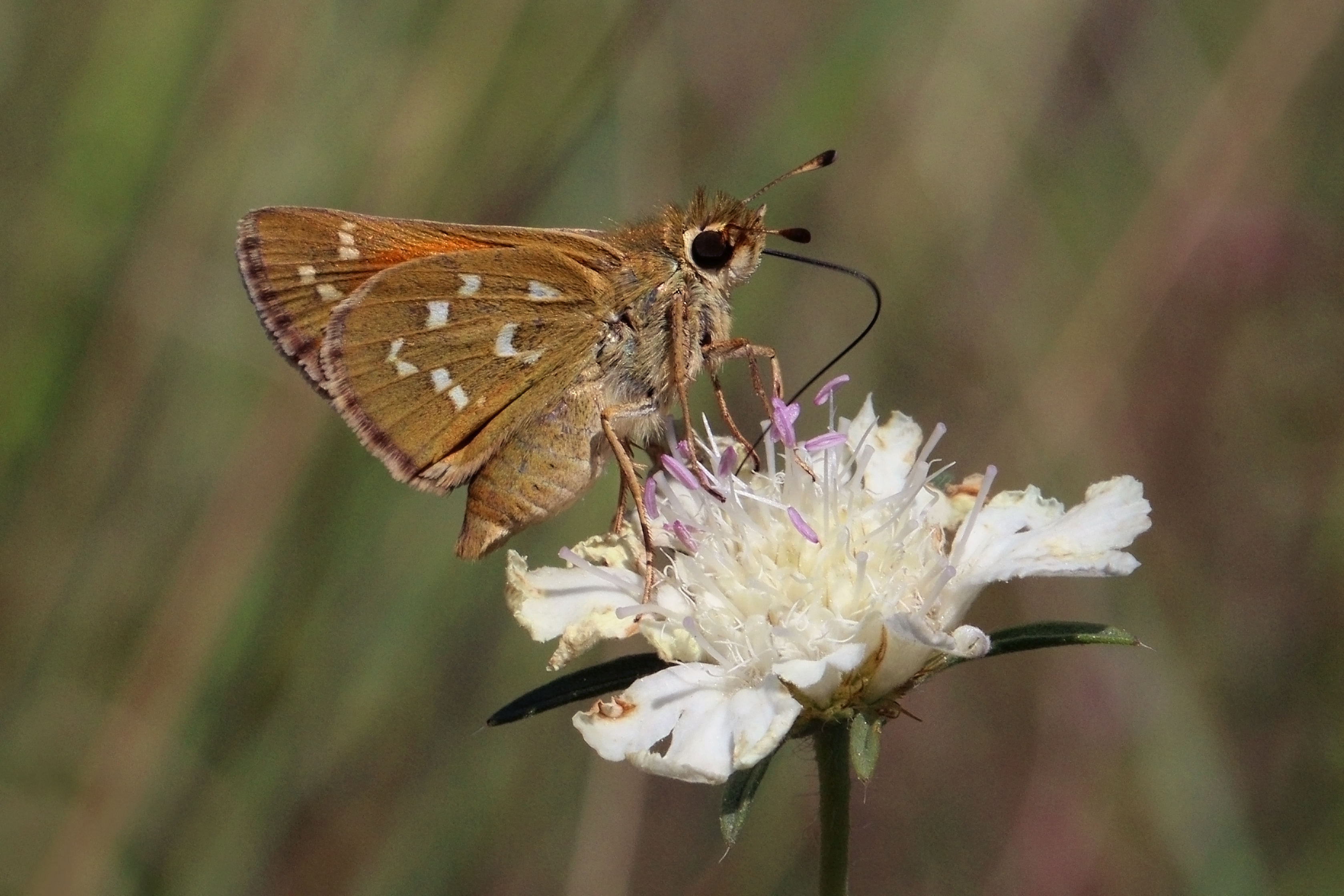 Silver-spotted skipper (Hesperia comma) underside Bulgaria