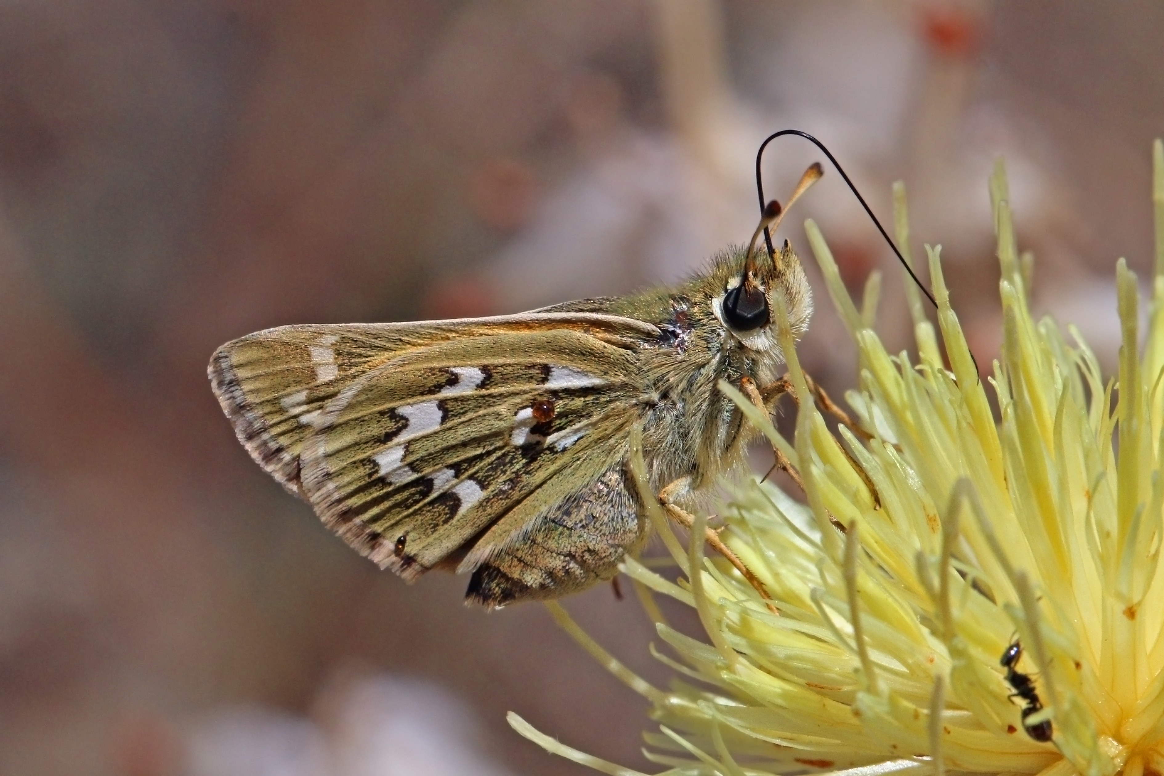 Silver-spotted skipper (Hesperia comma) underside Macedonia