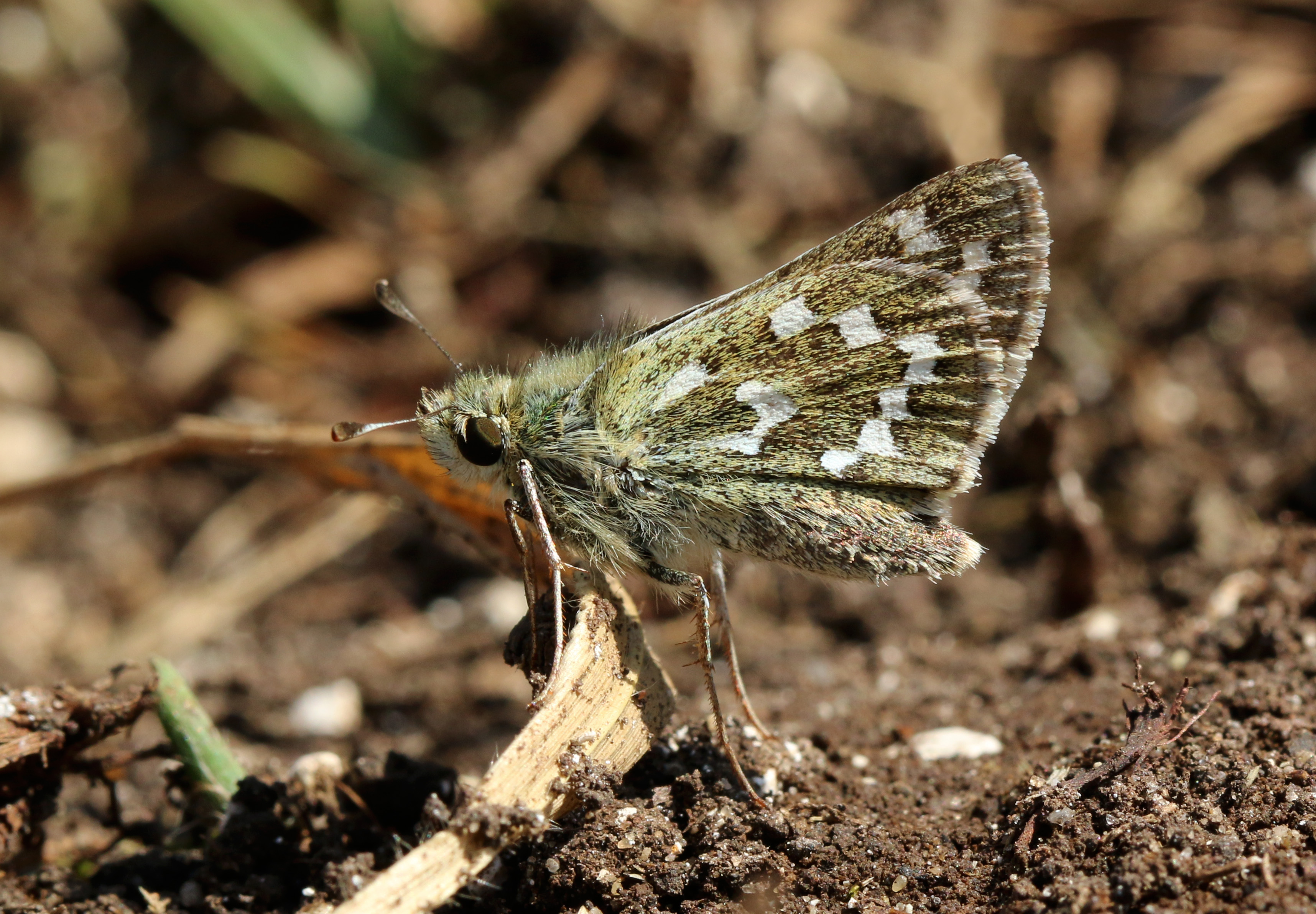 Silver-spotted skipper butterfly (Hesperia comma) female underside