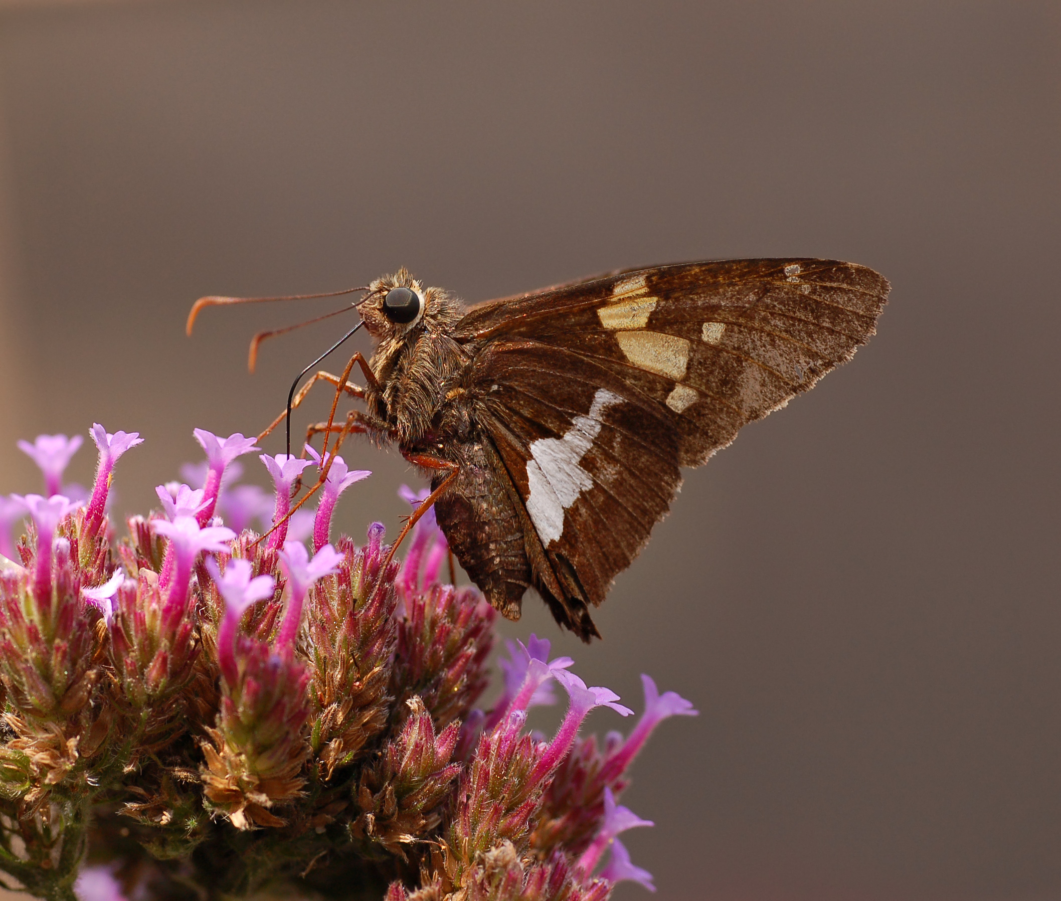Silver-spotted Skipper Epargyreus clarus Feeding 2116px