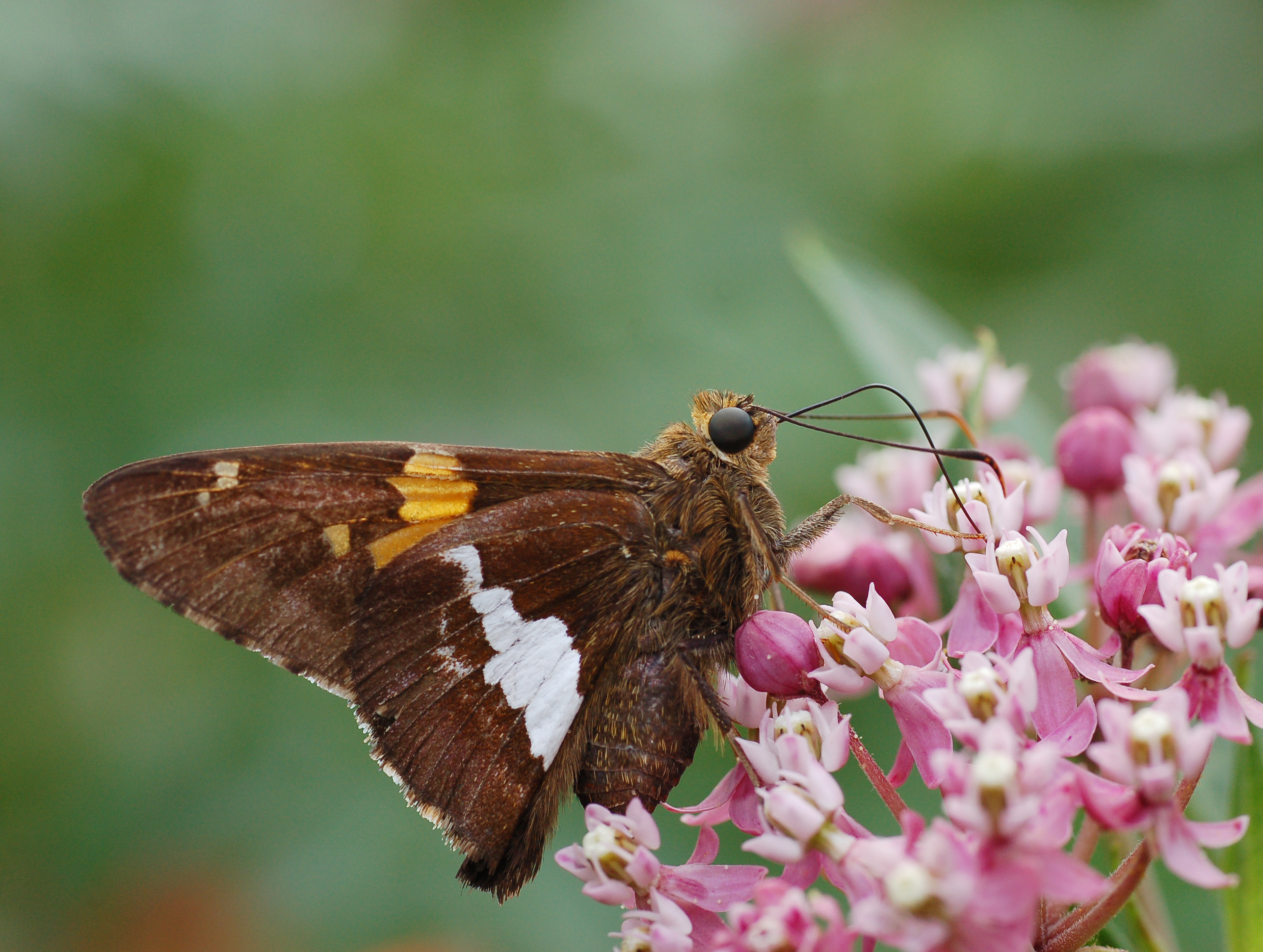Silver-spotted Skipper Epargyreus clarus Milkweed