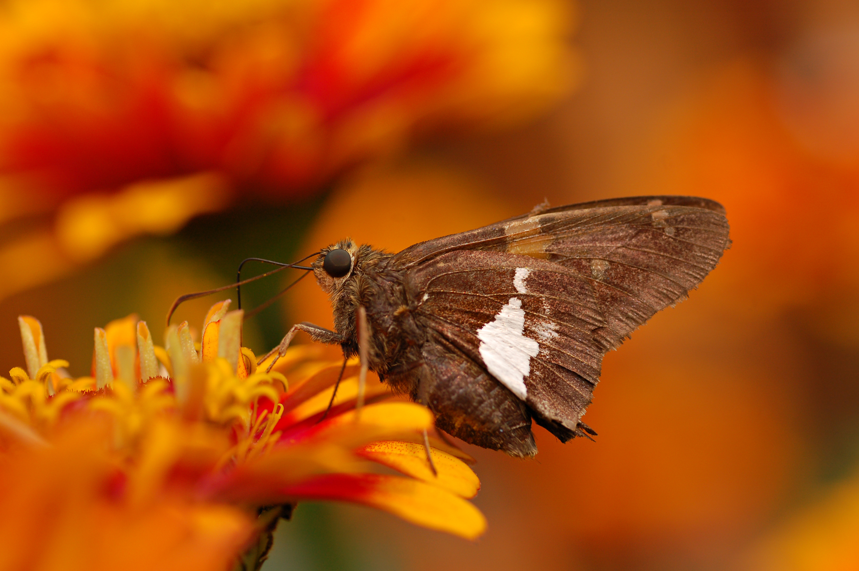 Silver-spotted Skipper Epargyreus clarus Zinnia 3008px