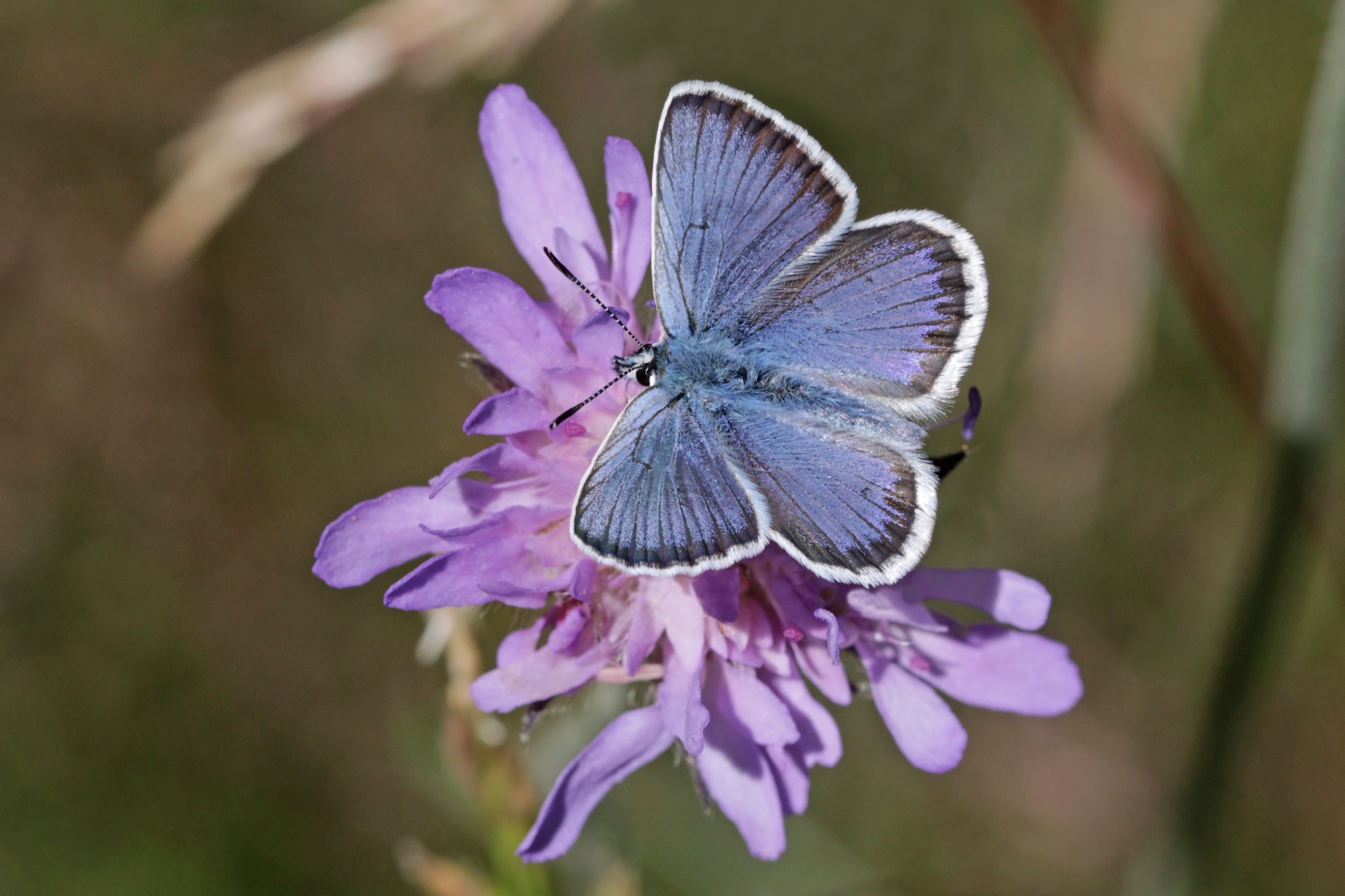Silver-studded blue (Plebejus argus) male Sweden
