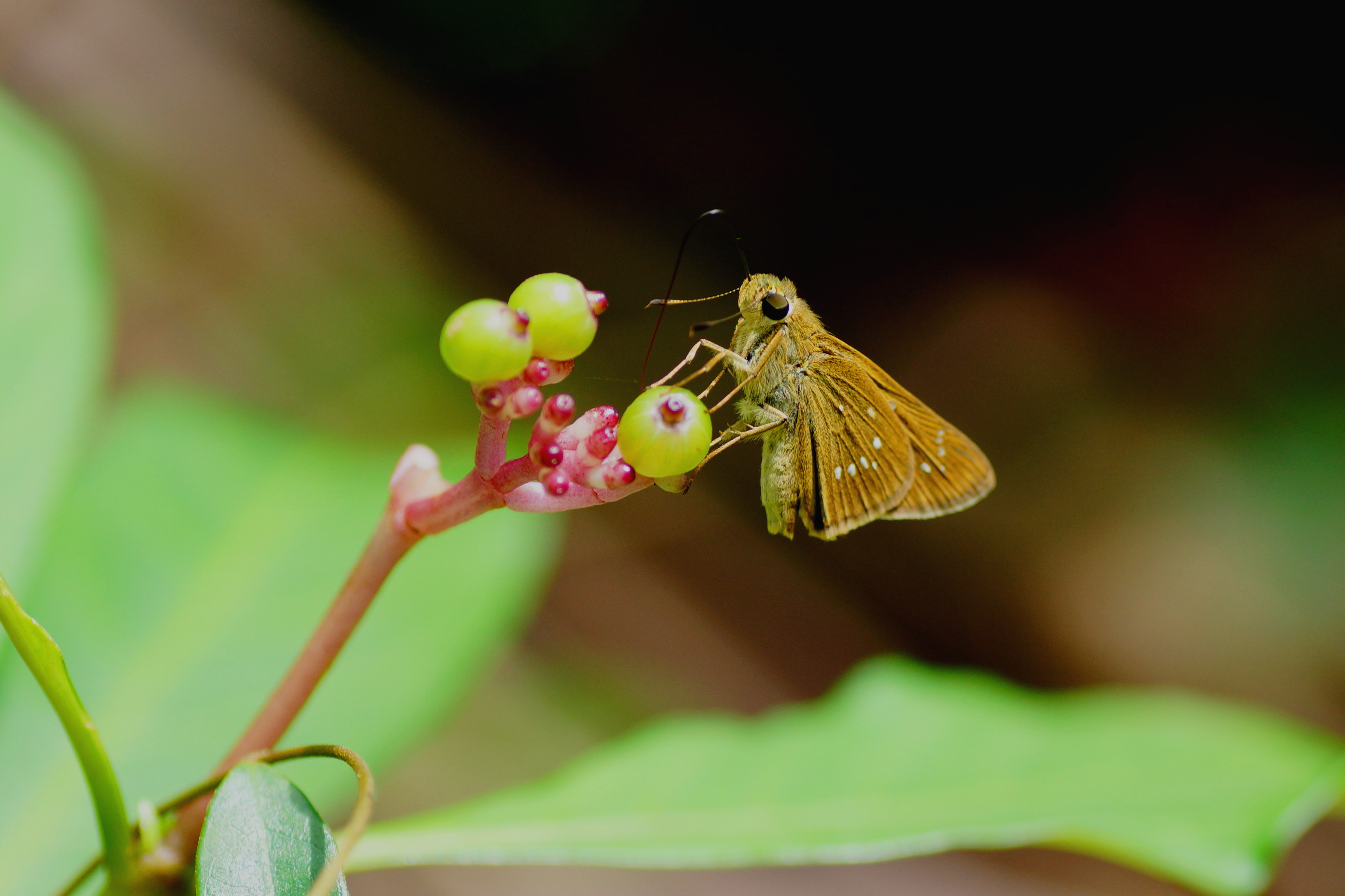 Skipper 06331