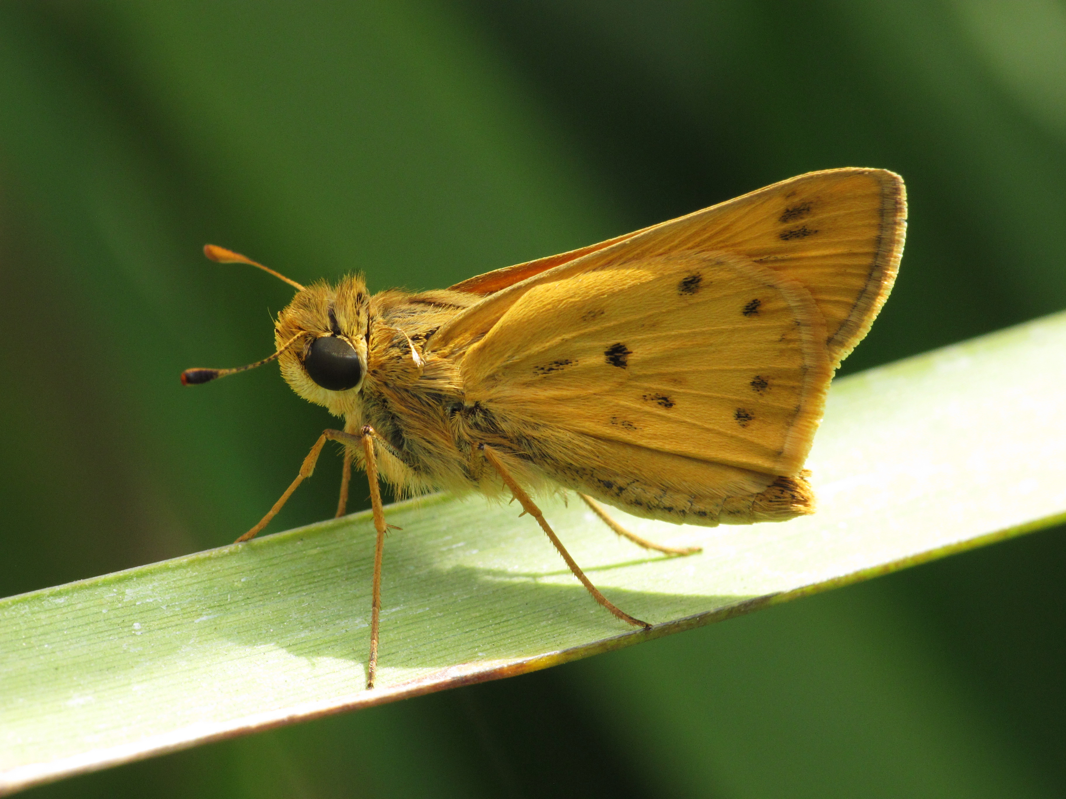 Skipper (7975404925)