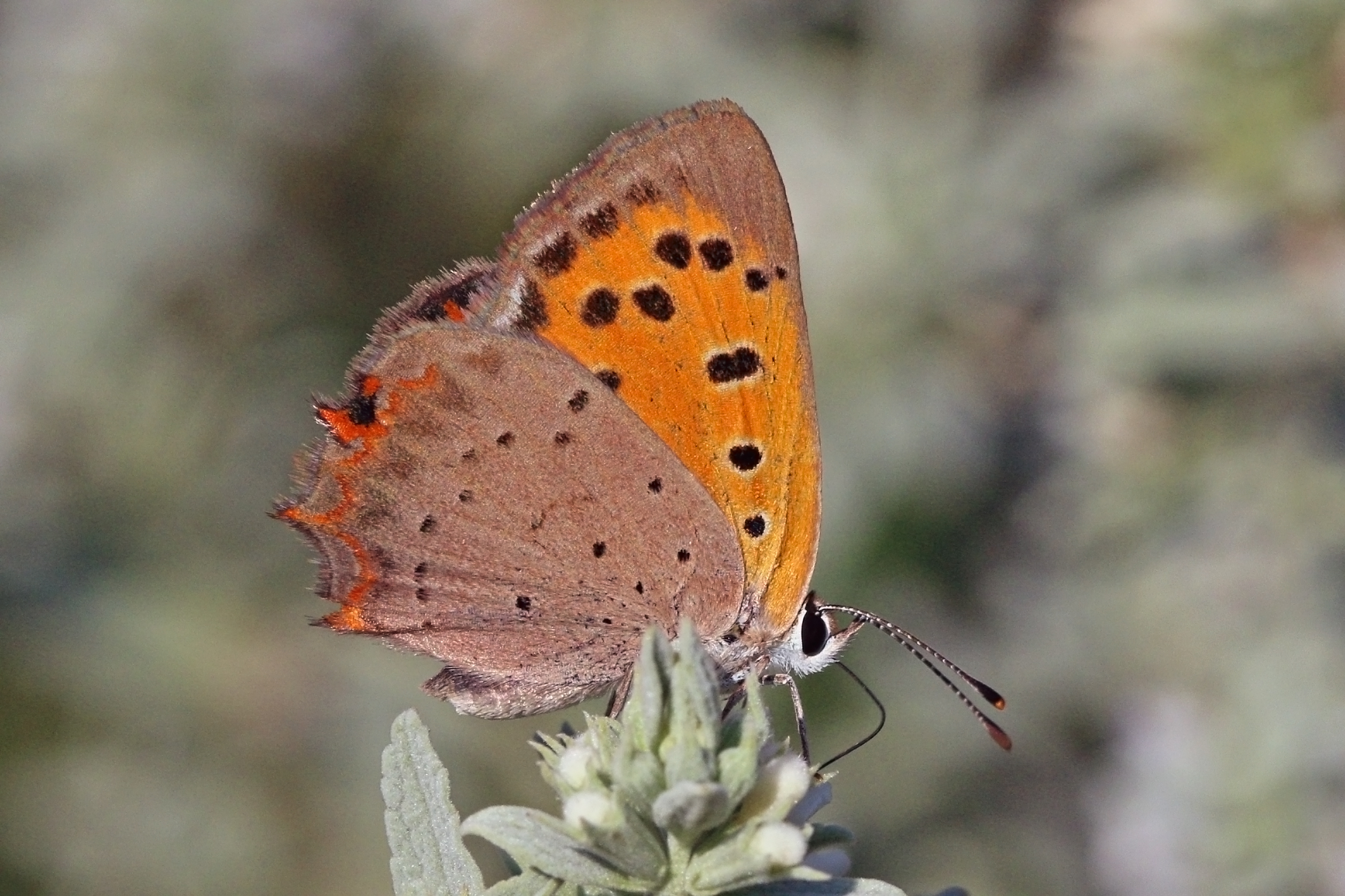Small copper (Lycaena phlaeas) underside Bulgaria