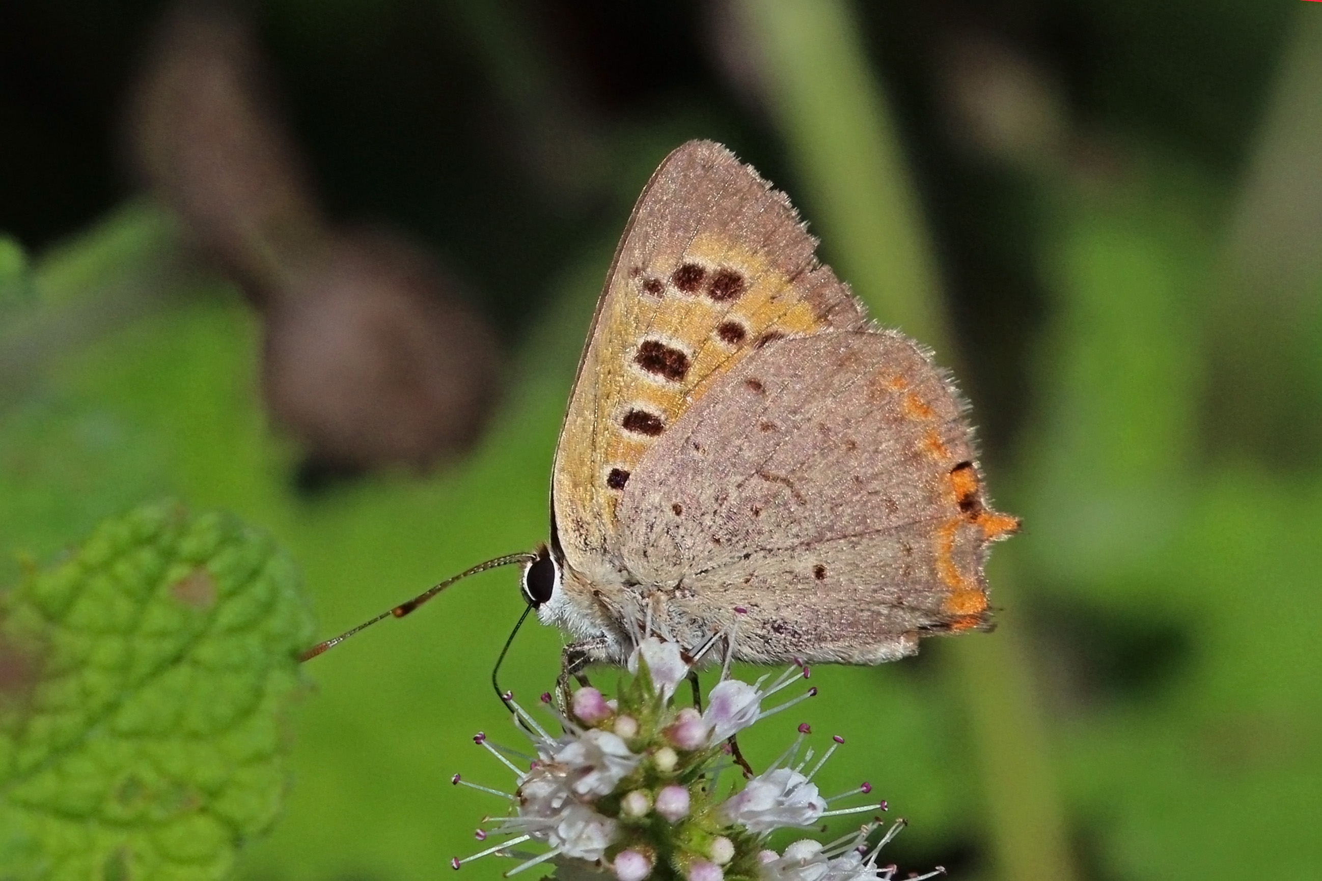 Small copper (Lycaena phlaeas phlaeas) male underside autumn brood