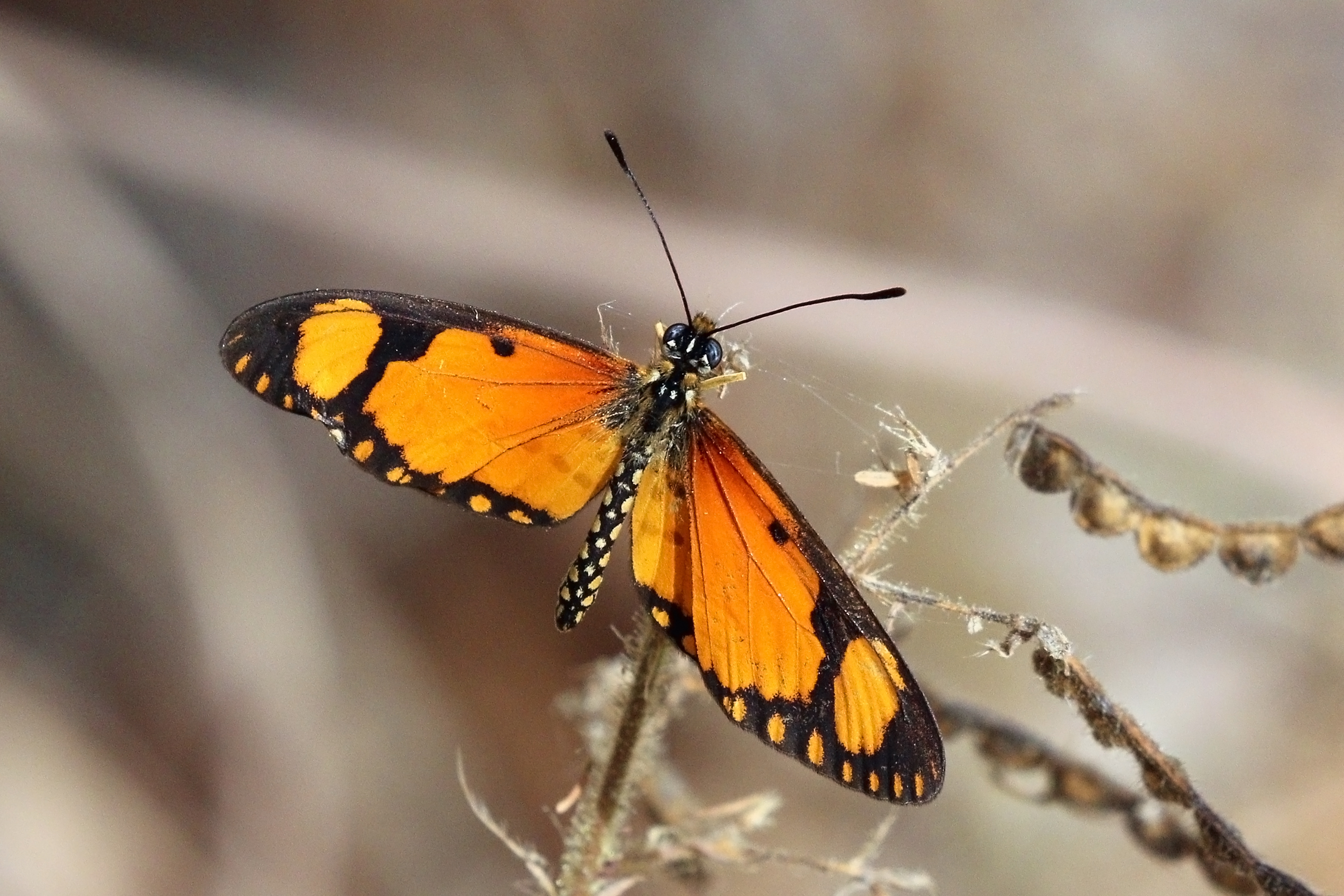Small orange acraea (Acraea serena serena) male 2