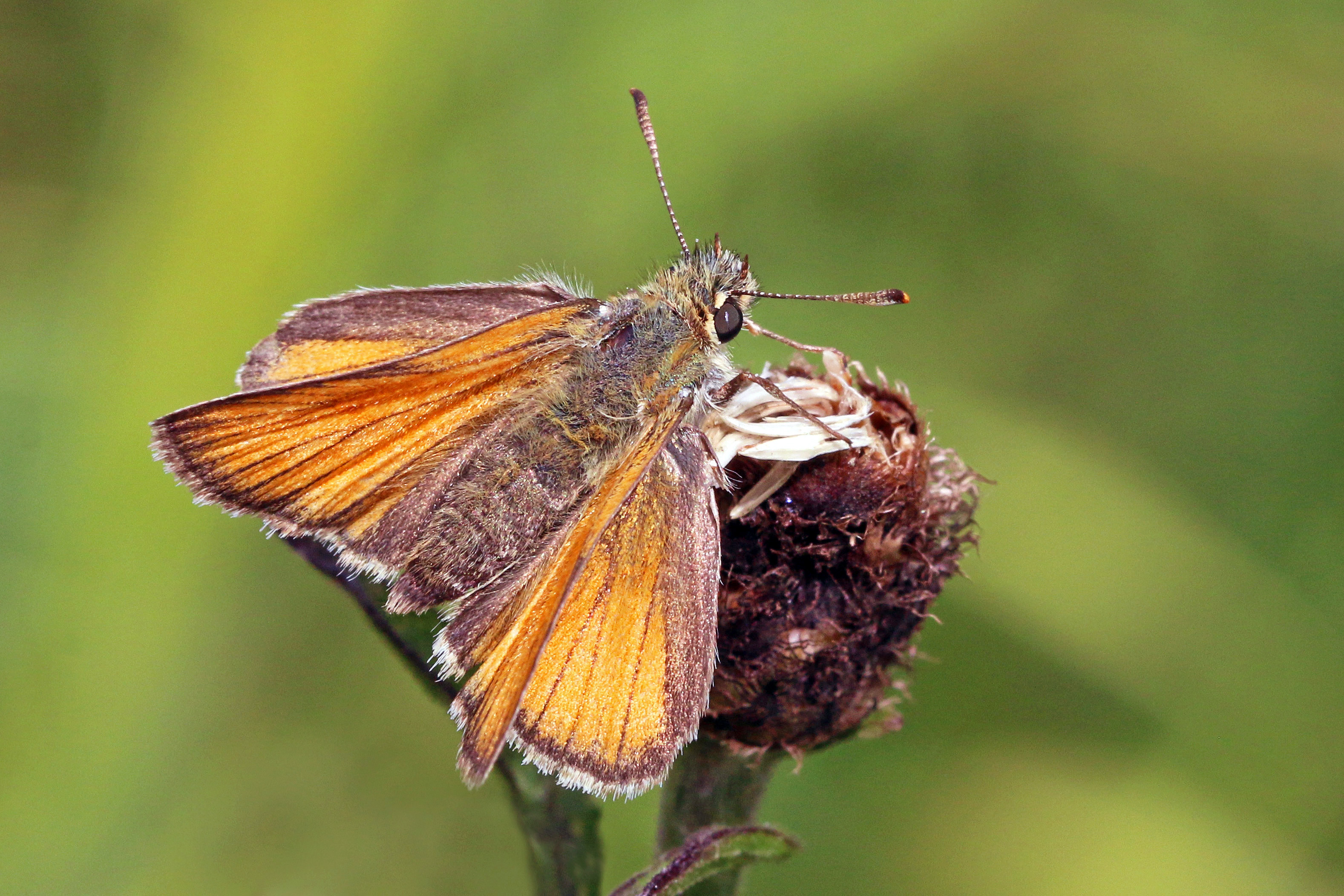 Small skipper (Thymelicus sylvestris) female