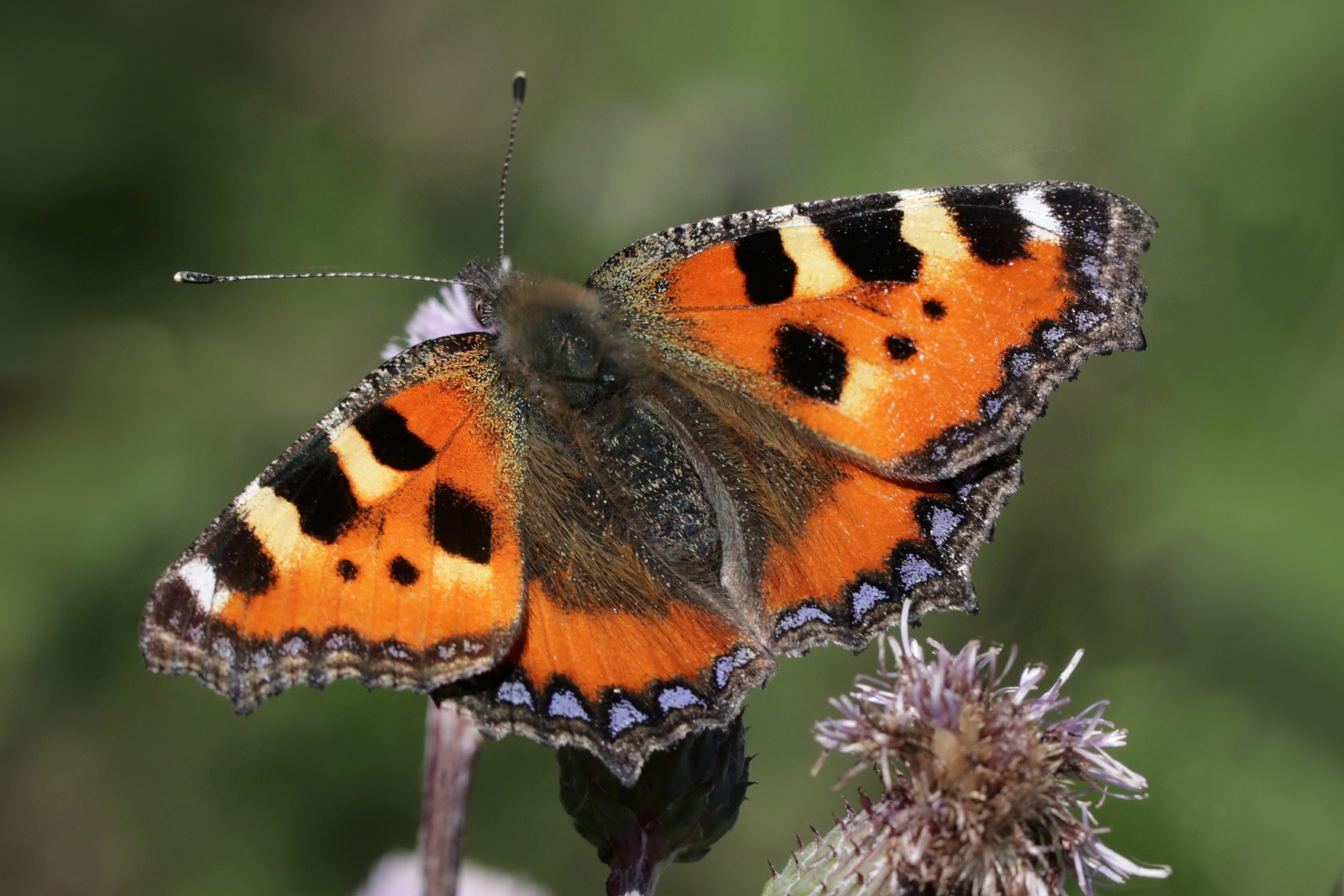 Small tortoiseshell (Aglais urticae) Sweden