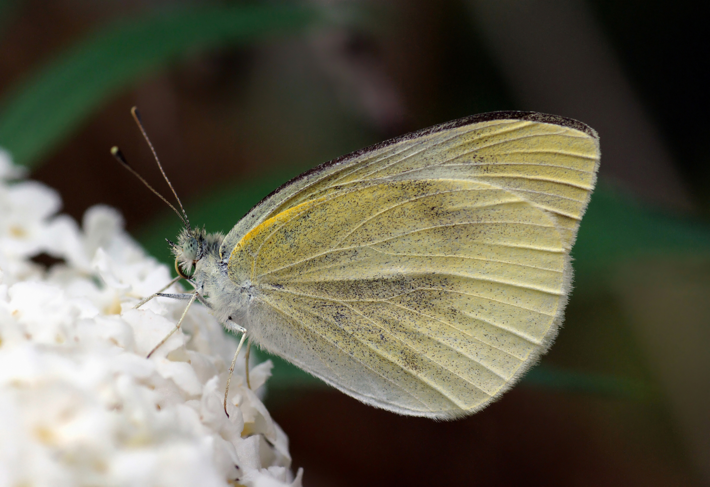 Small White November 2007
