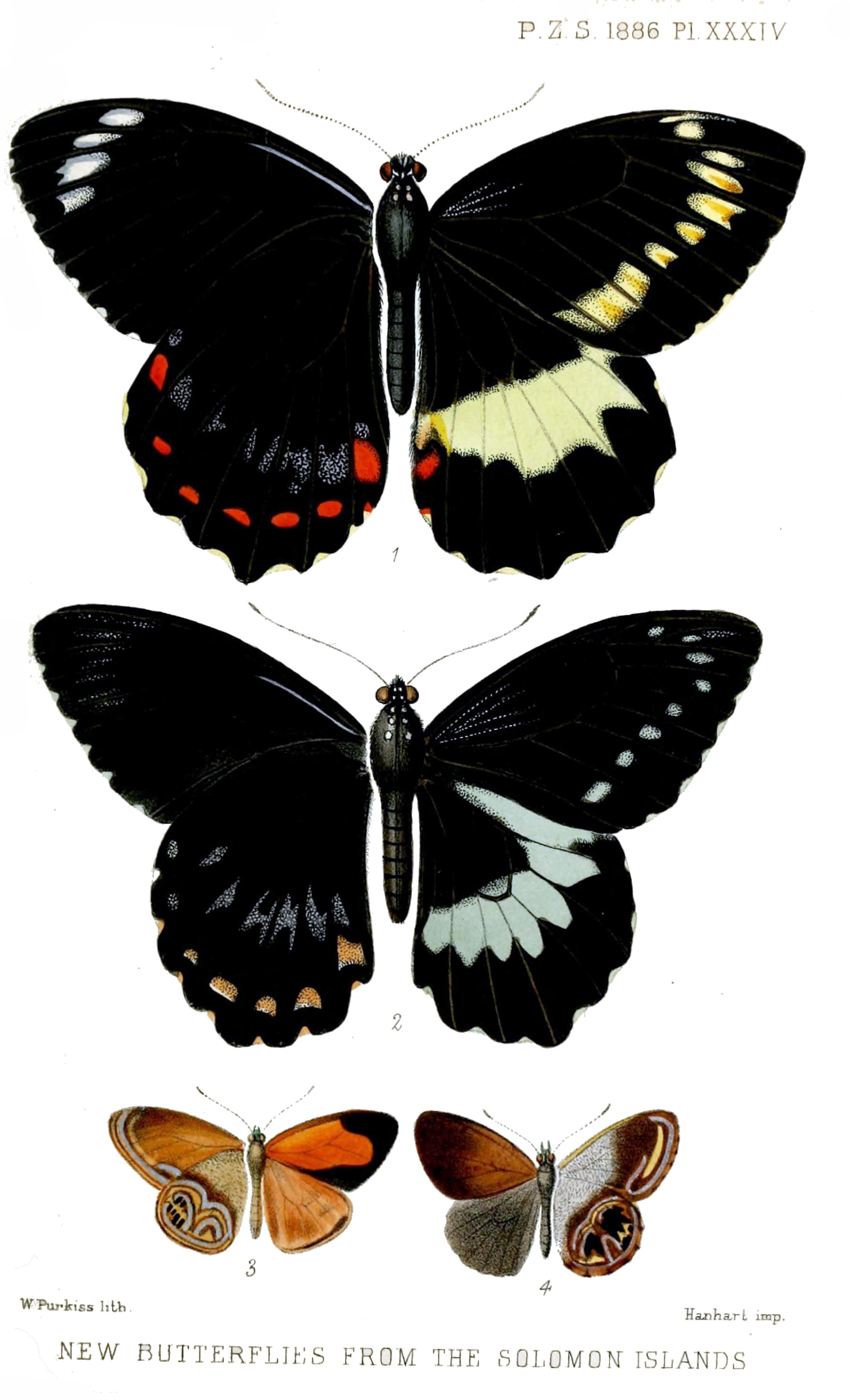 SolomonButterfliesPurkiss1886