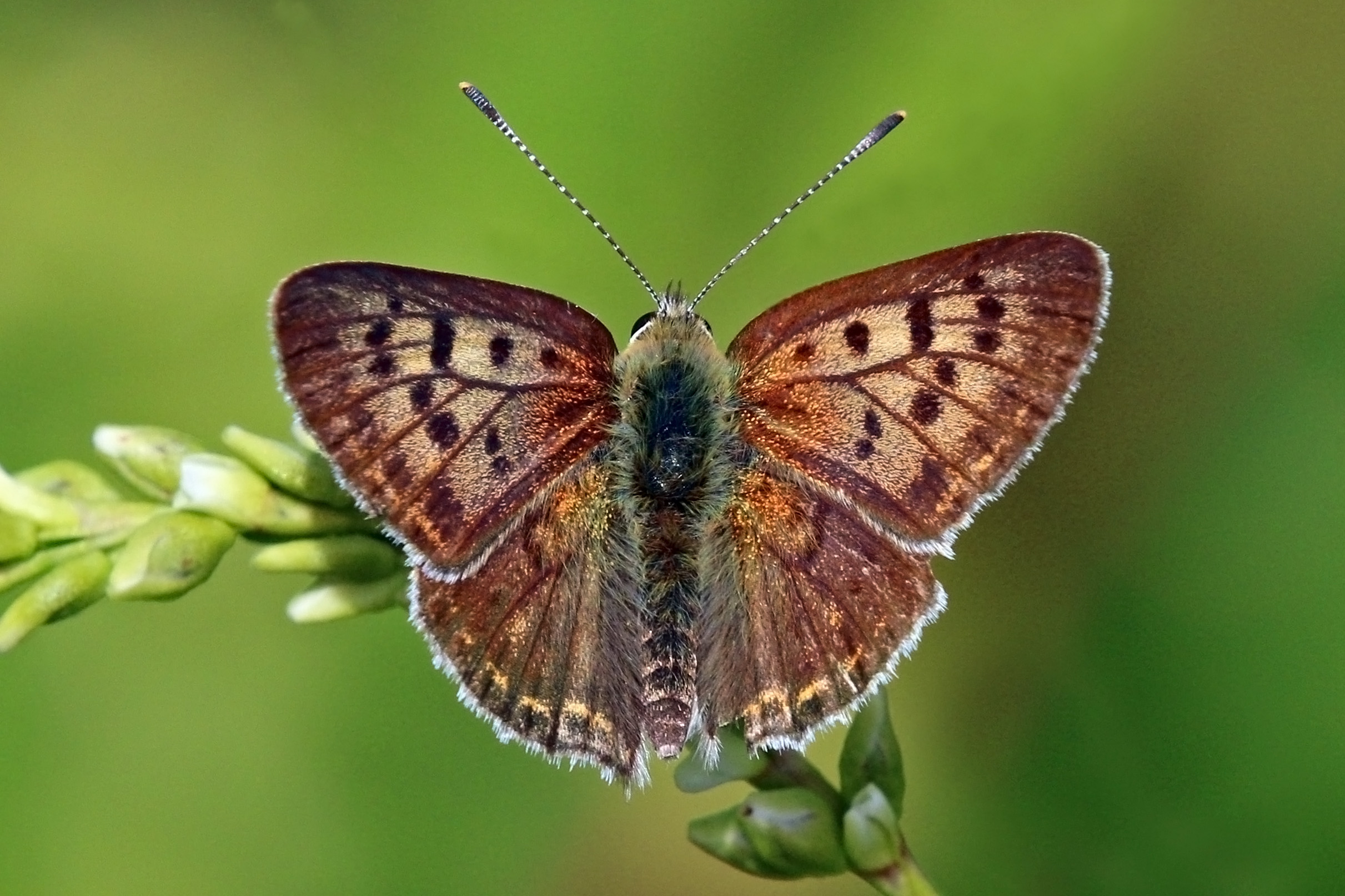 Sooty copper (Lycaena tityrus) male Pt