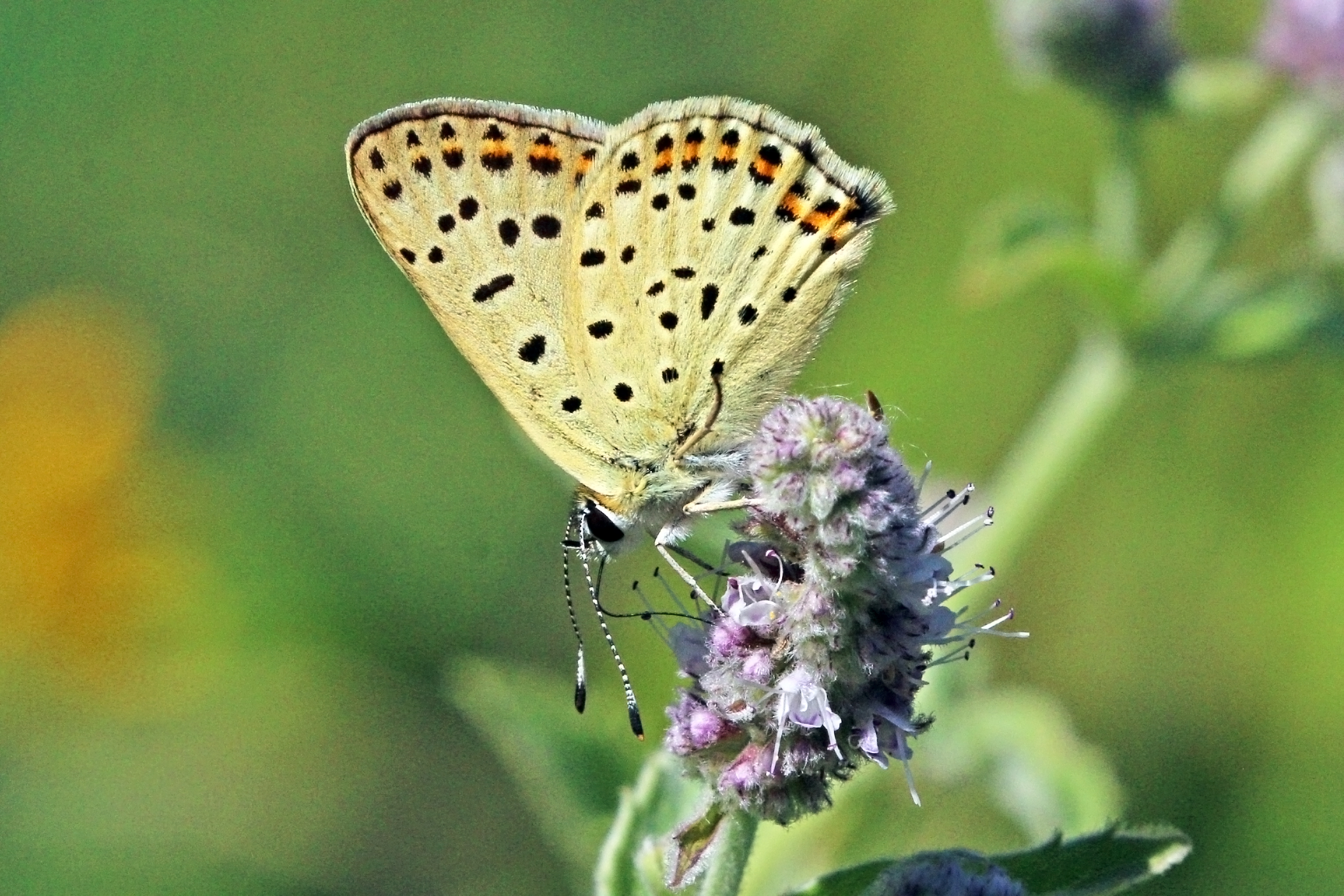 Sooty copper (Lycaena tityrus) male underside Bulgaria 2