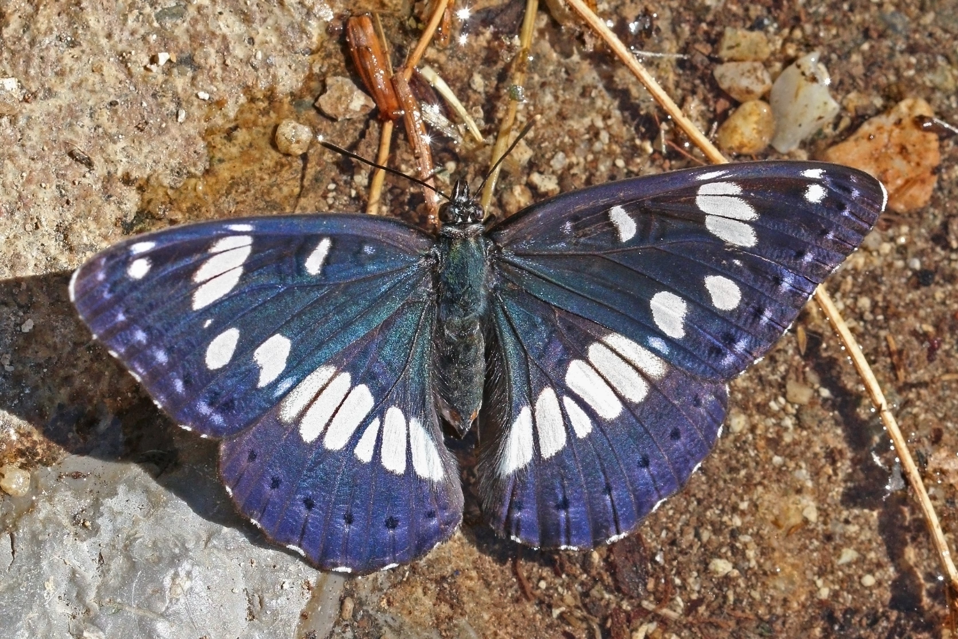Southern white admiral (Limenitis reducta) Macedonia