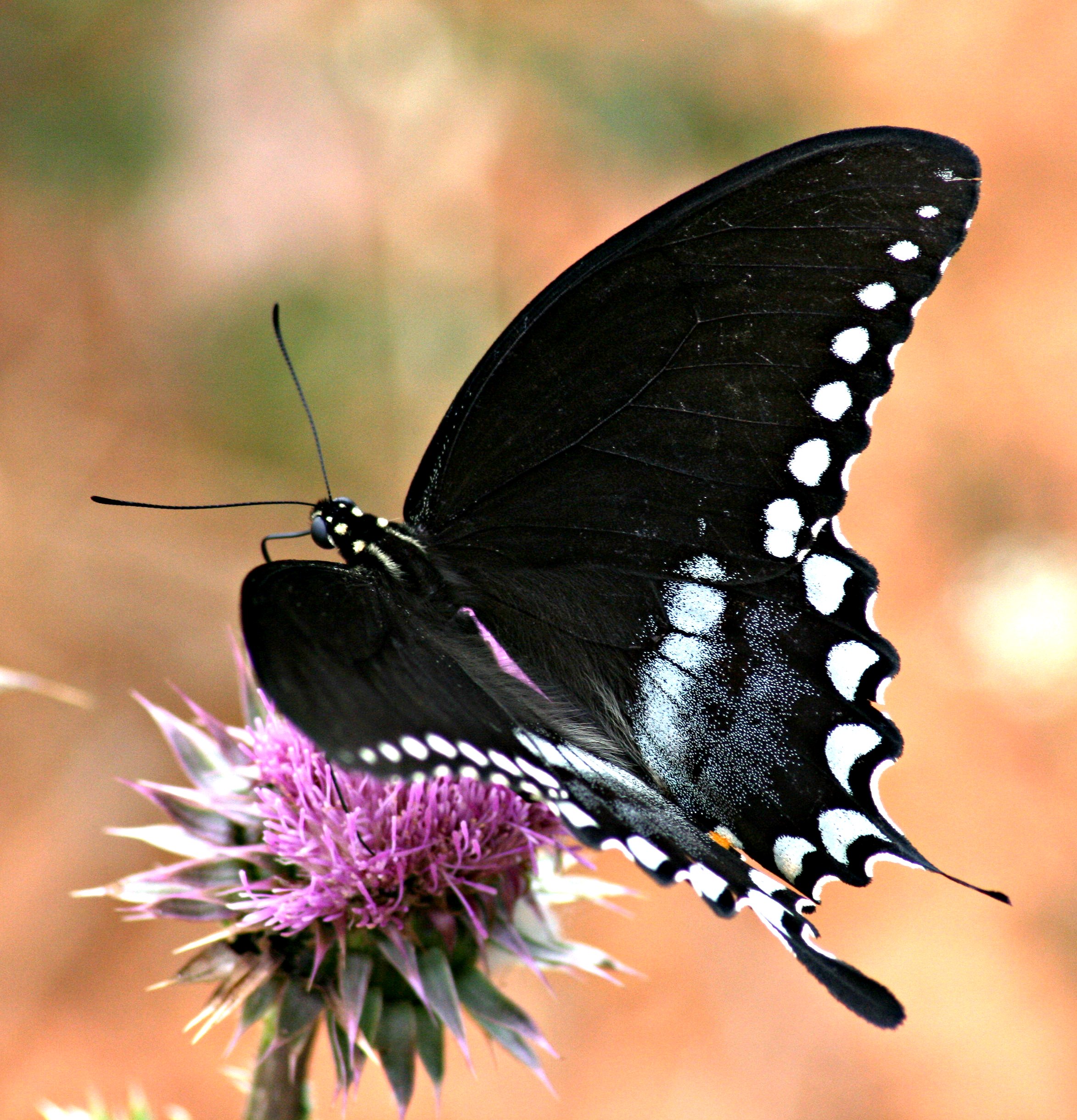 Spicebush Swallowtail (2637887760)