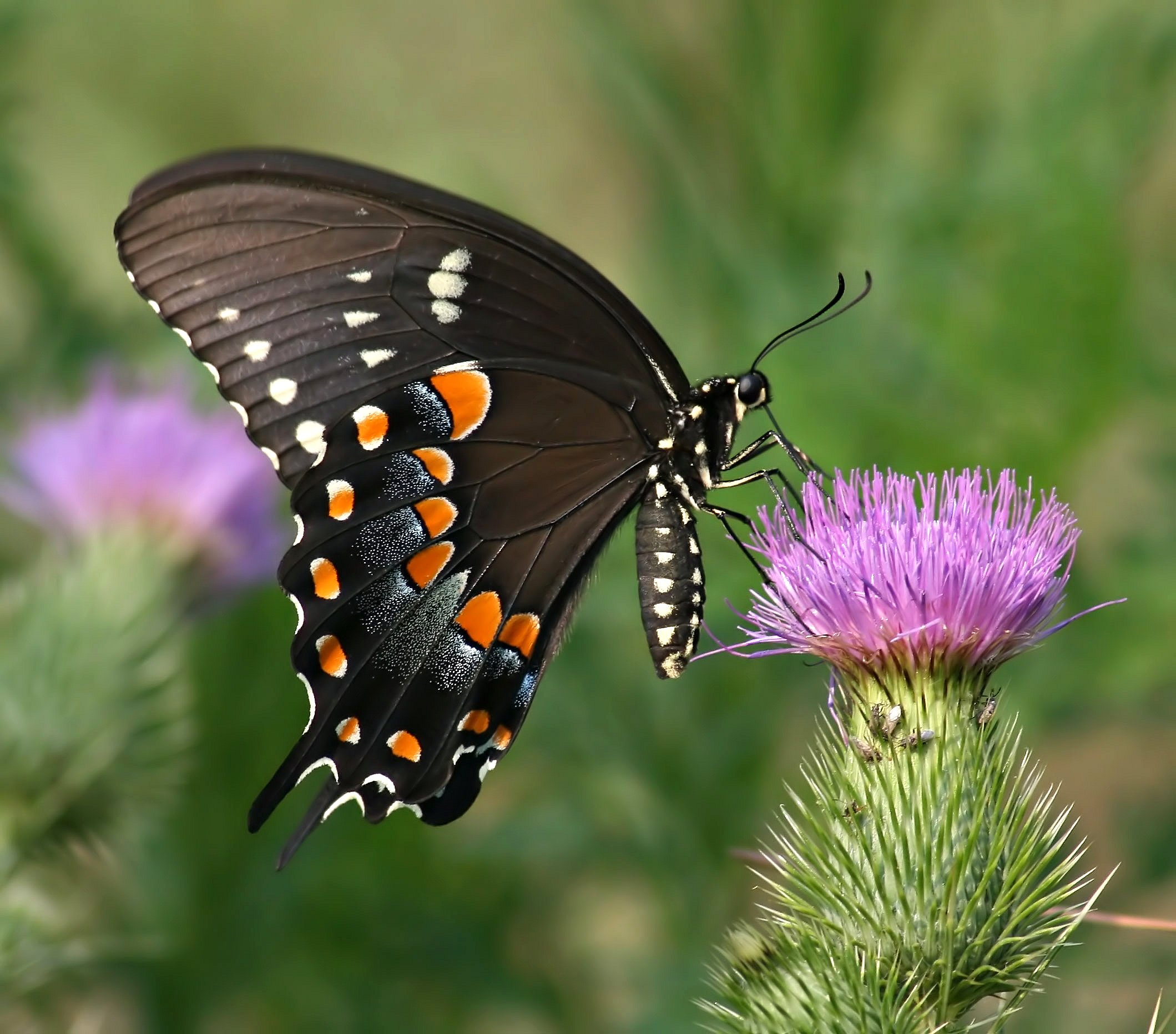 Spicebush Swallowtail (2661473109)