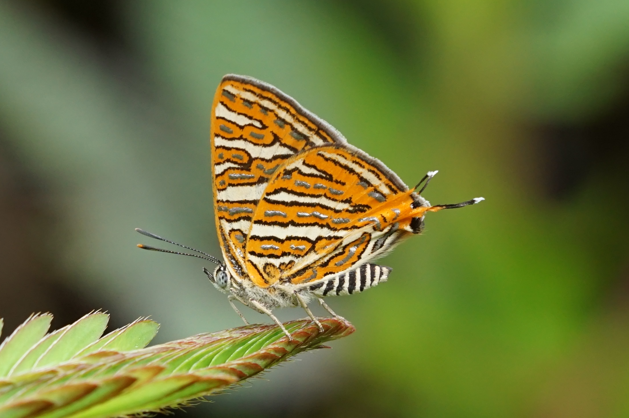Spindasis vulcanus 09913