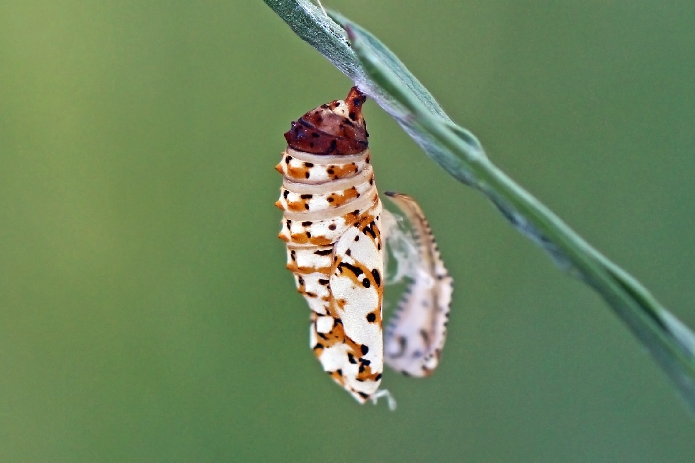 Spotted fritillary (Melitaea didyma) chrysalis Macedonia