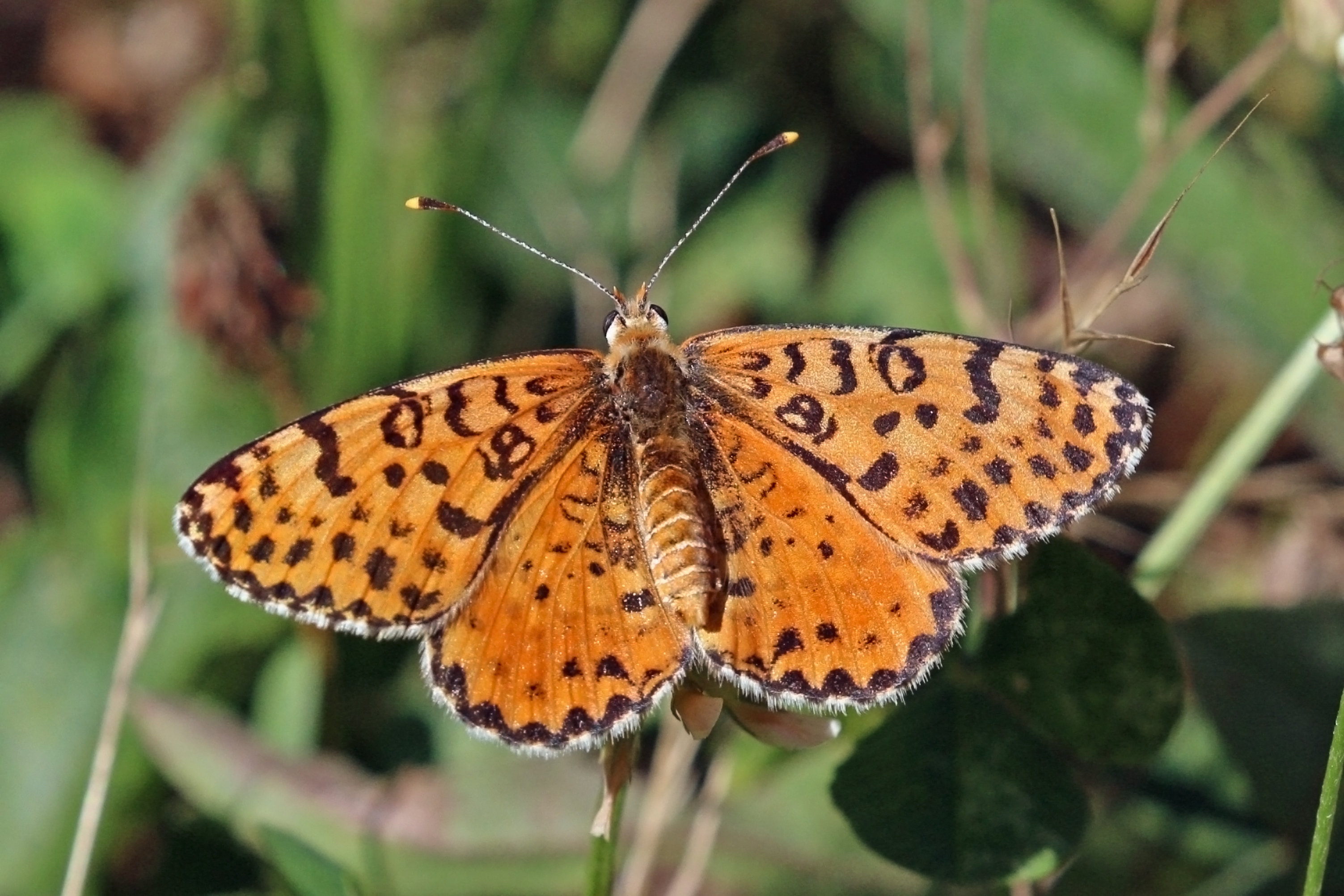 Spotted fritillary (Melitaea didyma) Macedonia 2