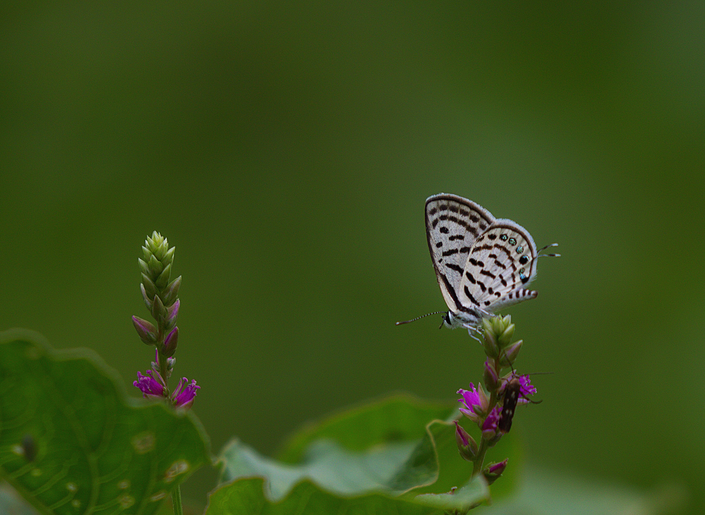 Striped Pierrot