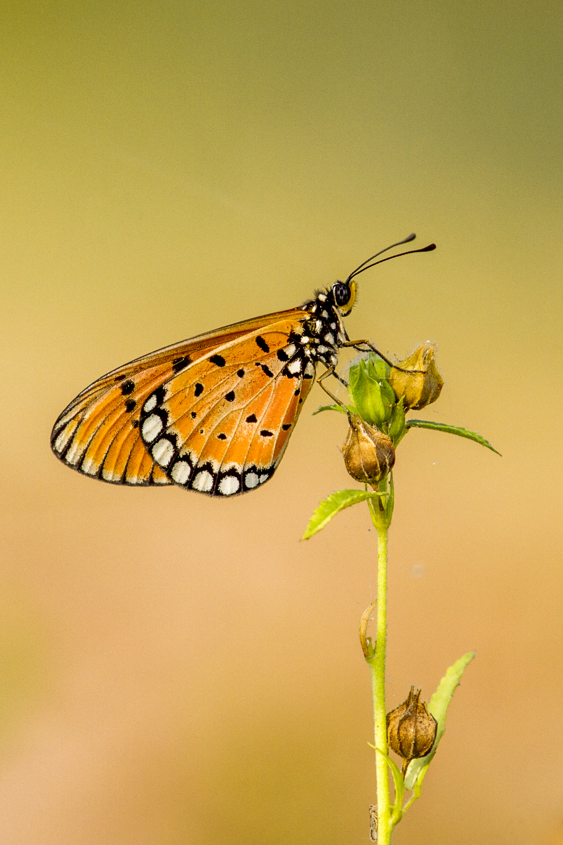 Stripped Tiger Butterfly