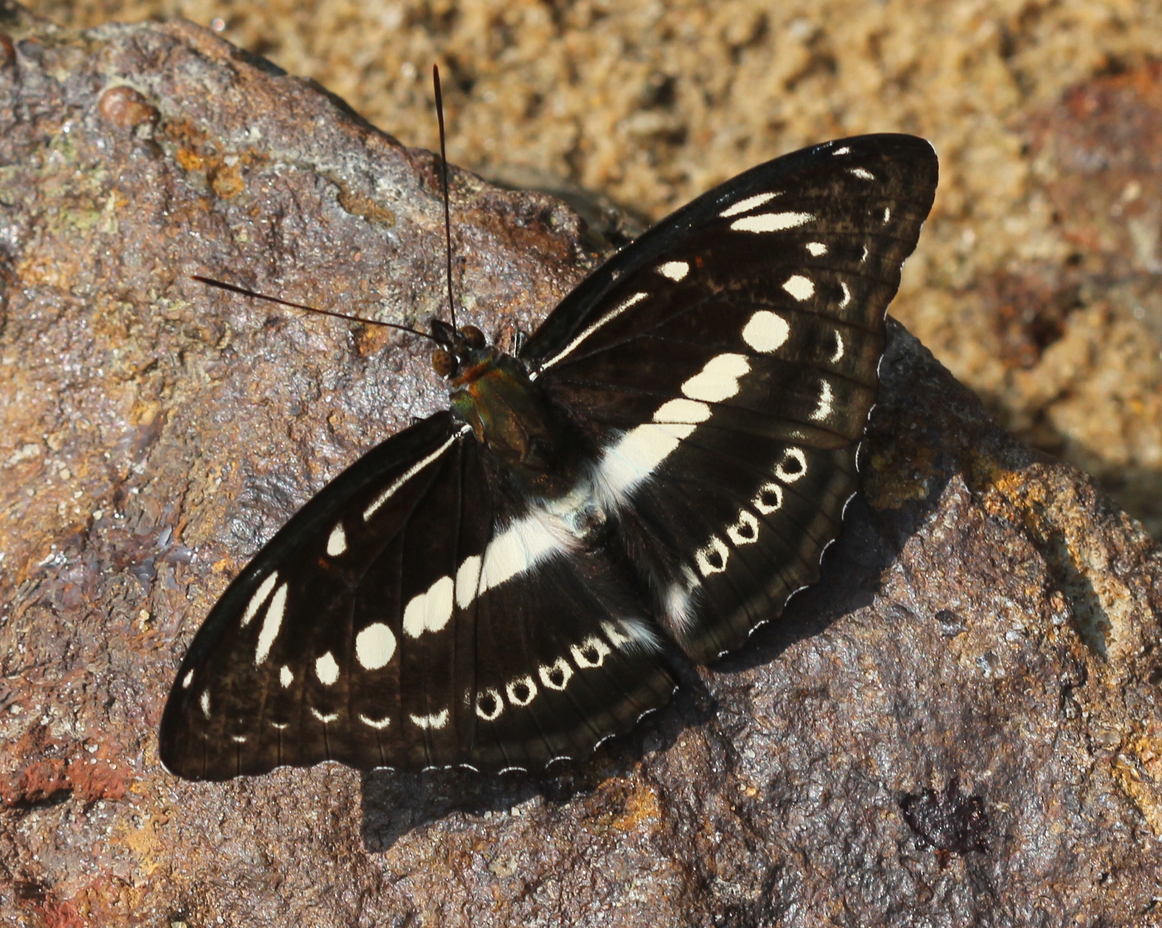 Studded sergeant butterfly