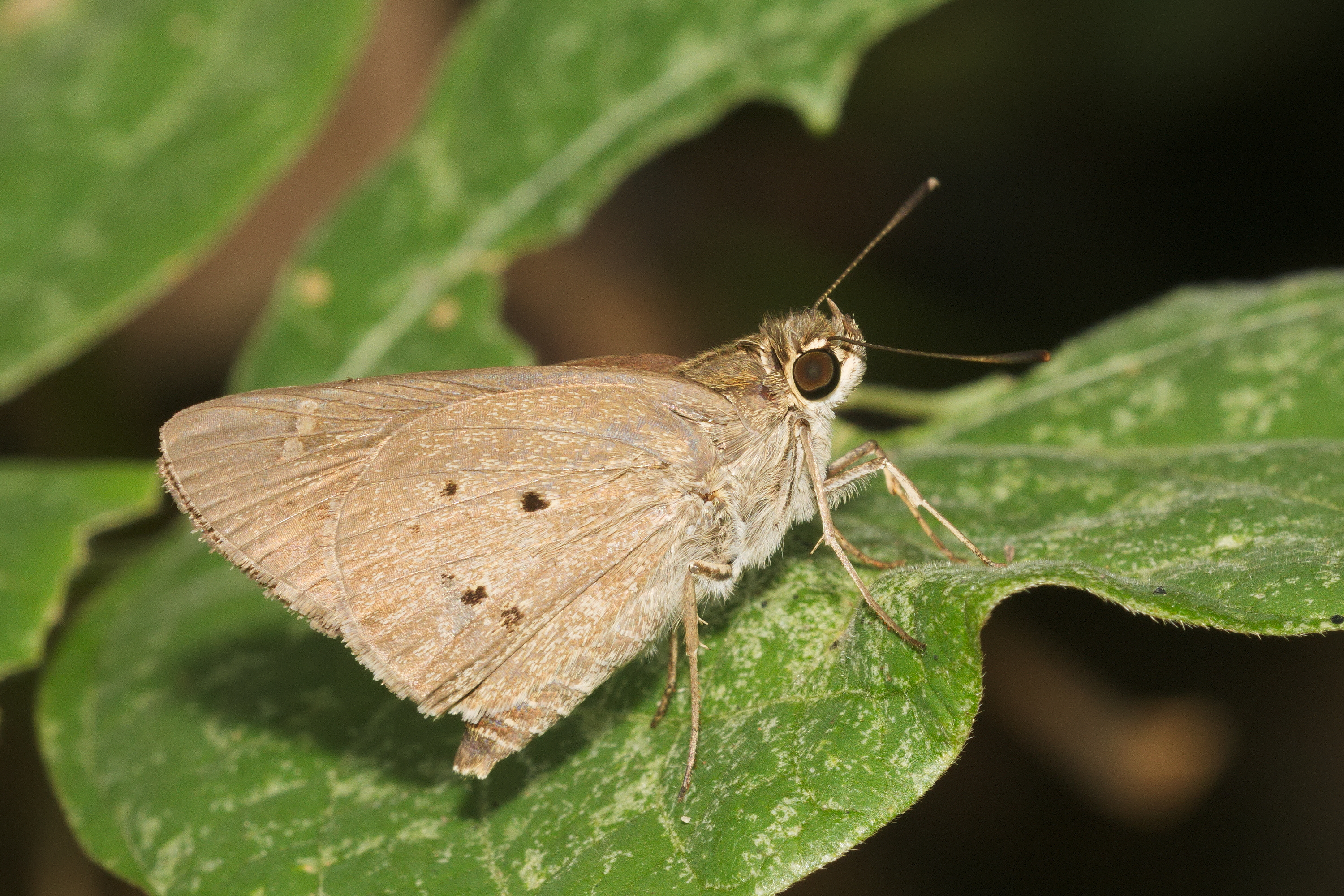 Suastus gremius-Kadavoor-2016-03-23-001