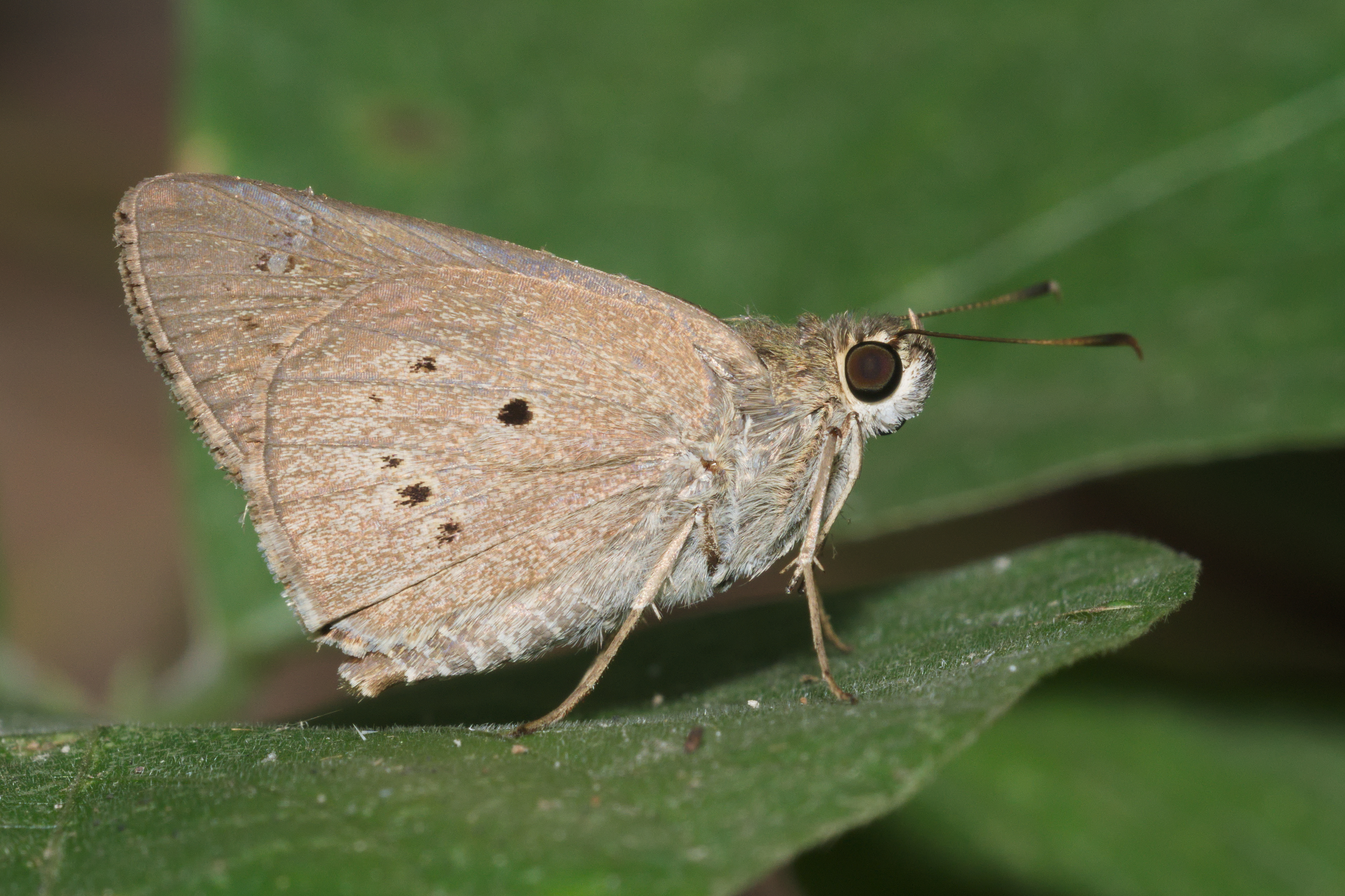 Suastus gremius-Kadavoor-2016-03-26-001
