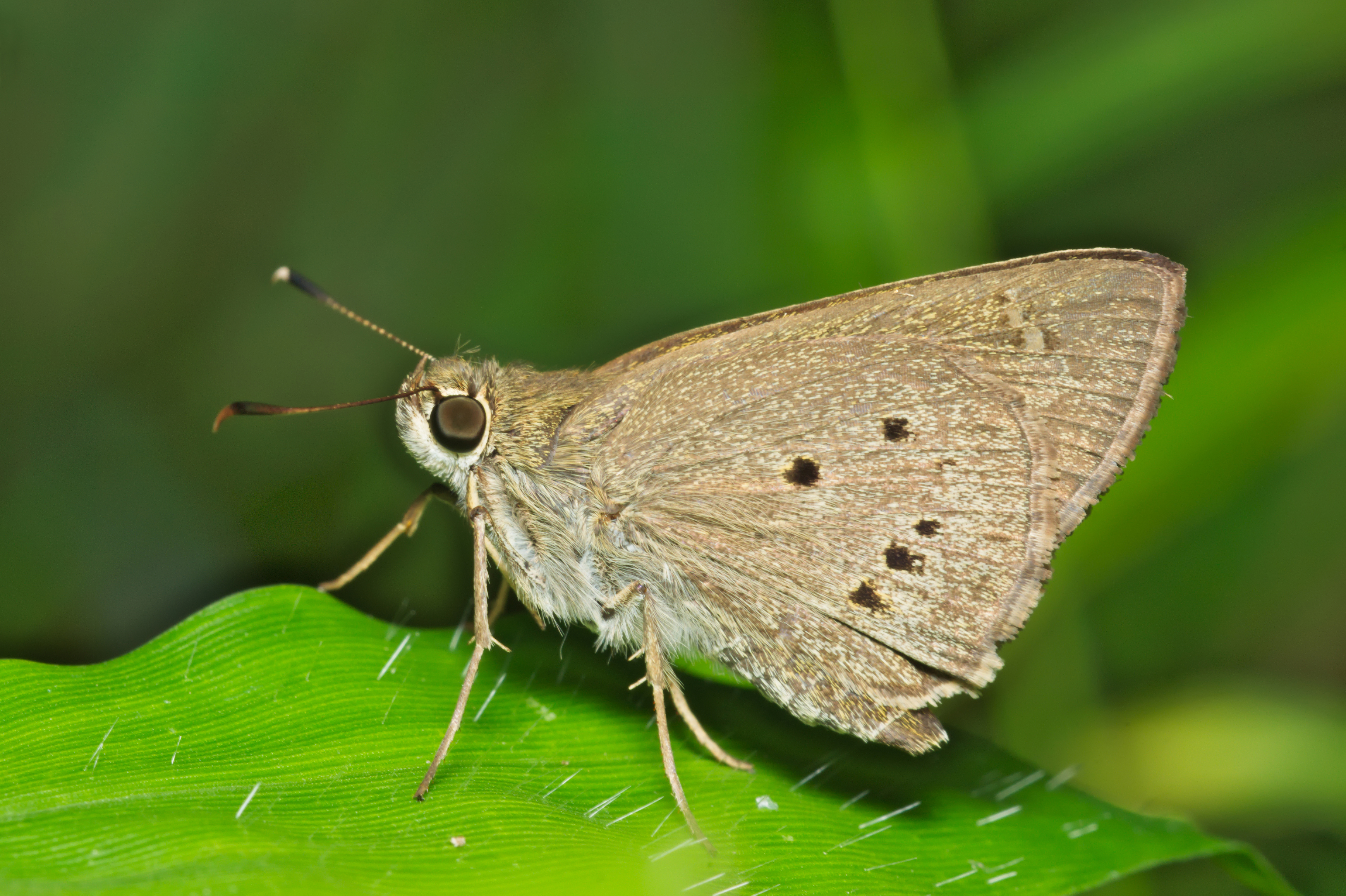 Suastus gremius around Kadavoor