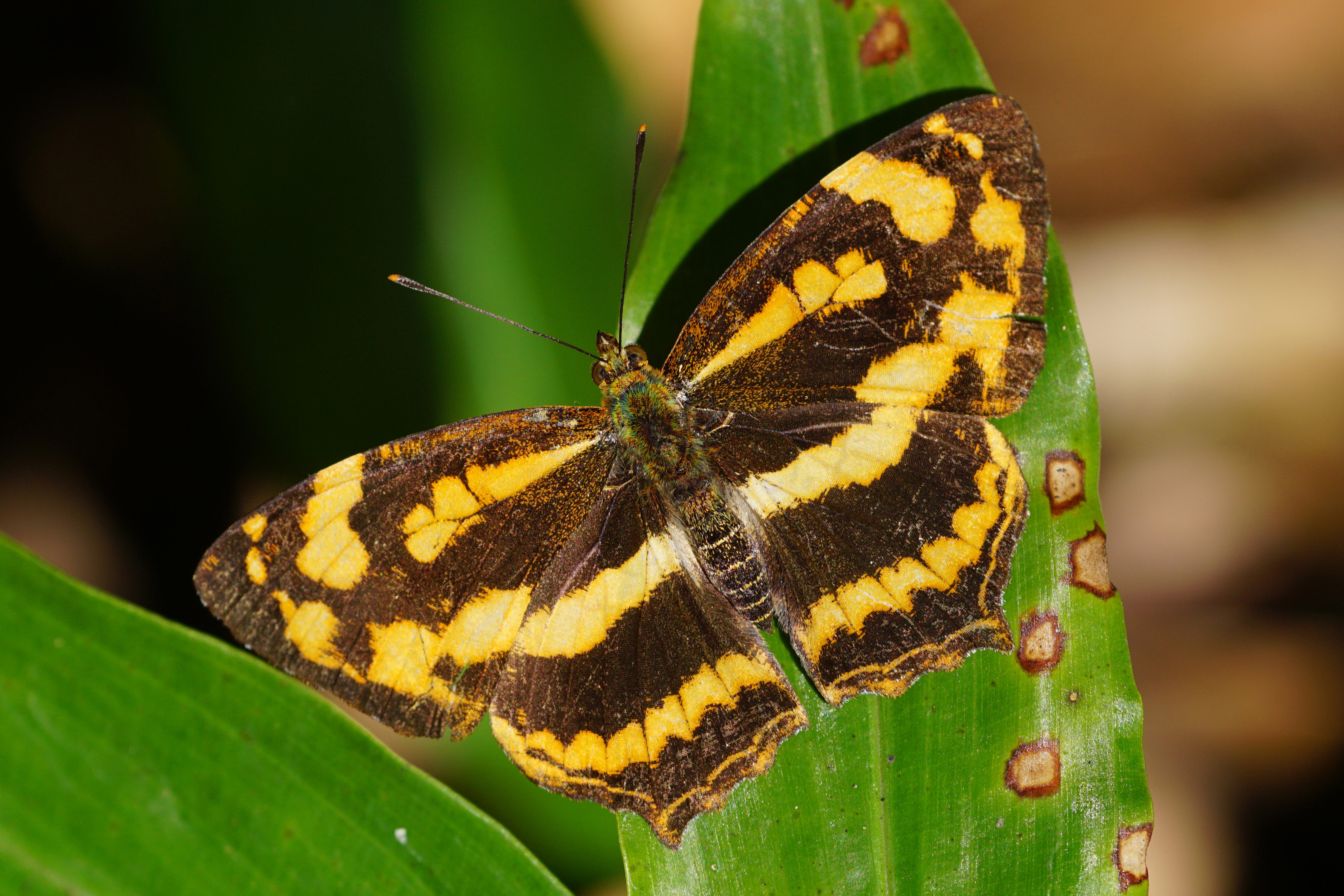 Symbrenthia lilaea formosanus female dorsal view 20150104