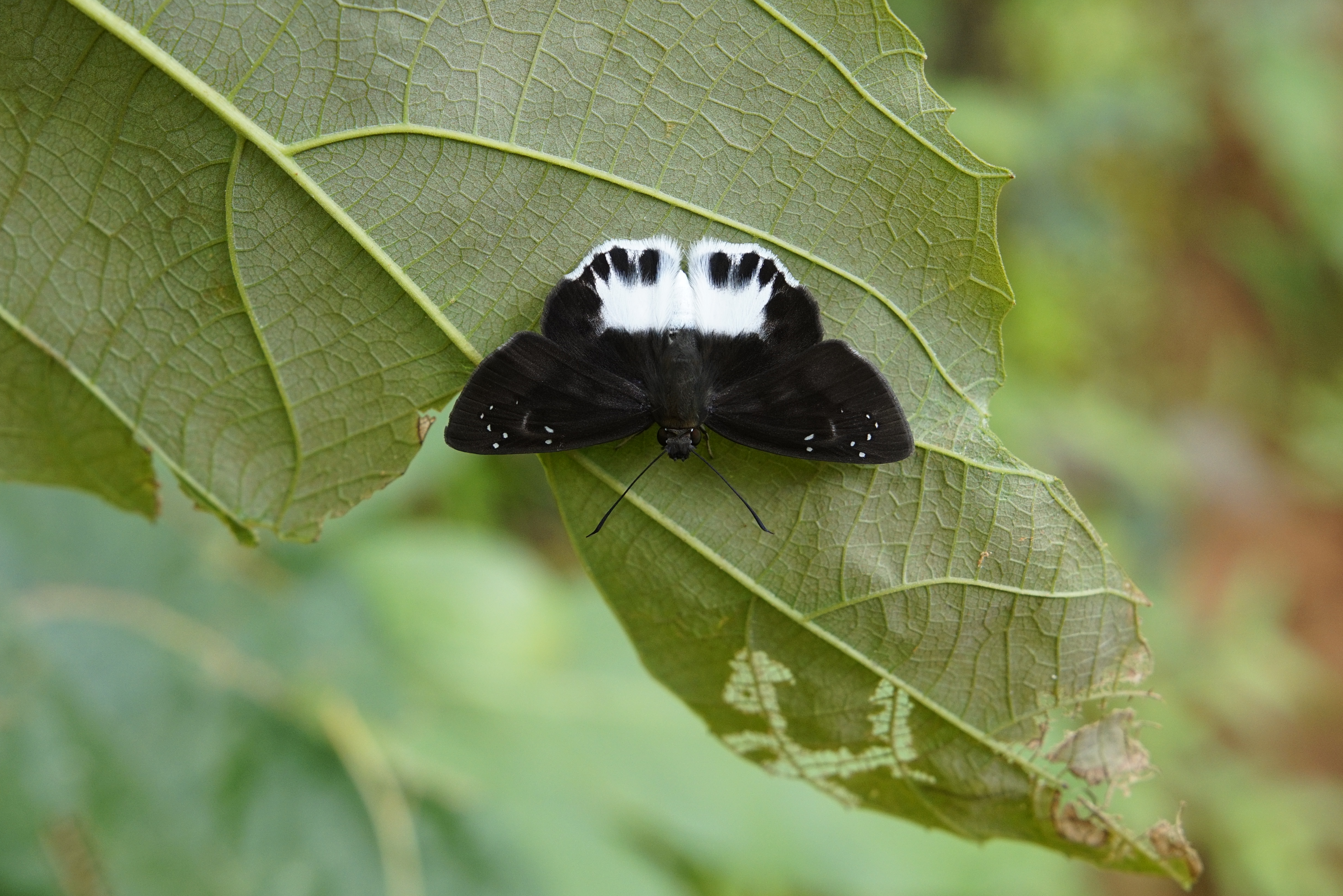 Tagiades litigiosa 8642
