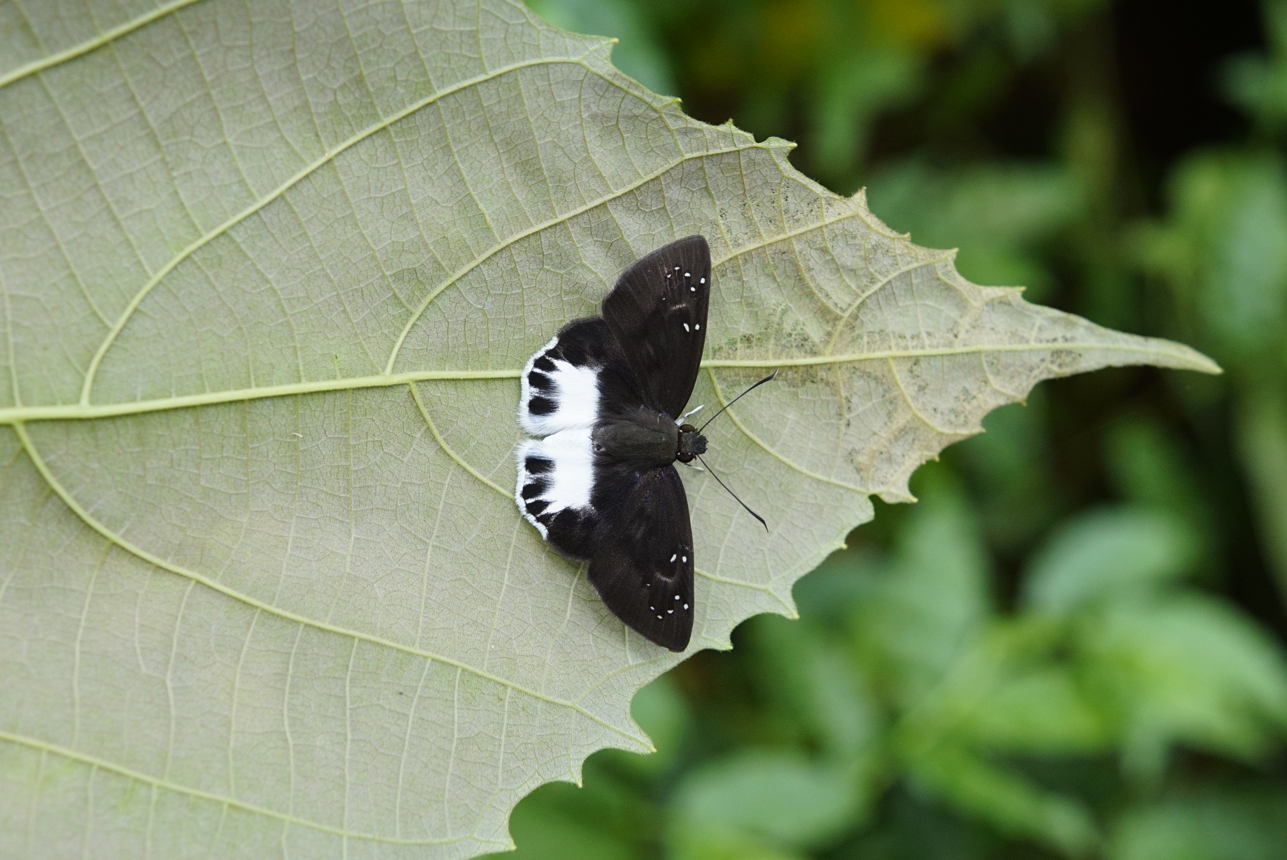 Tagiades litigiosa 8666