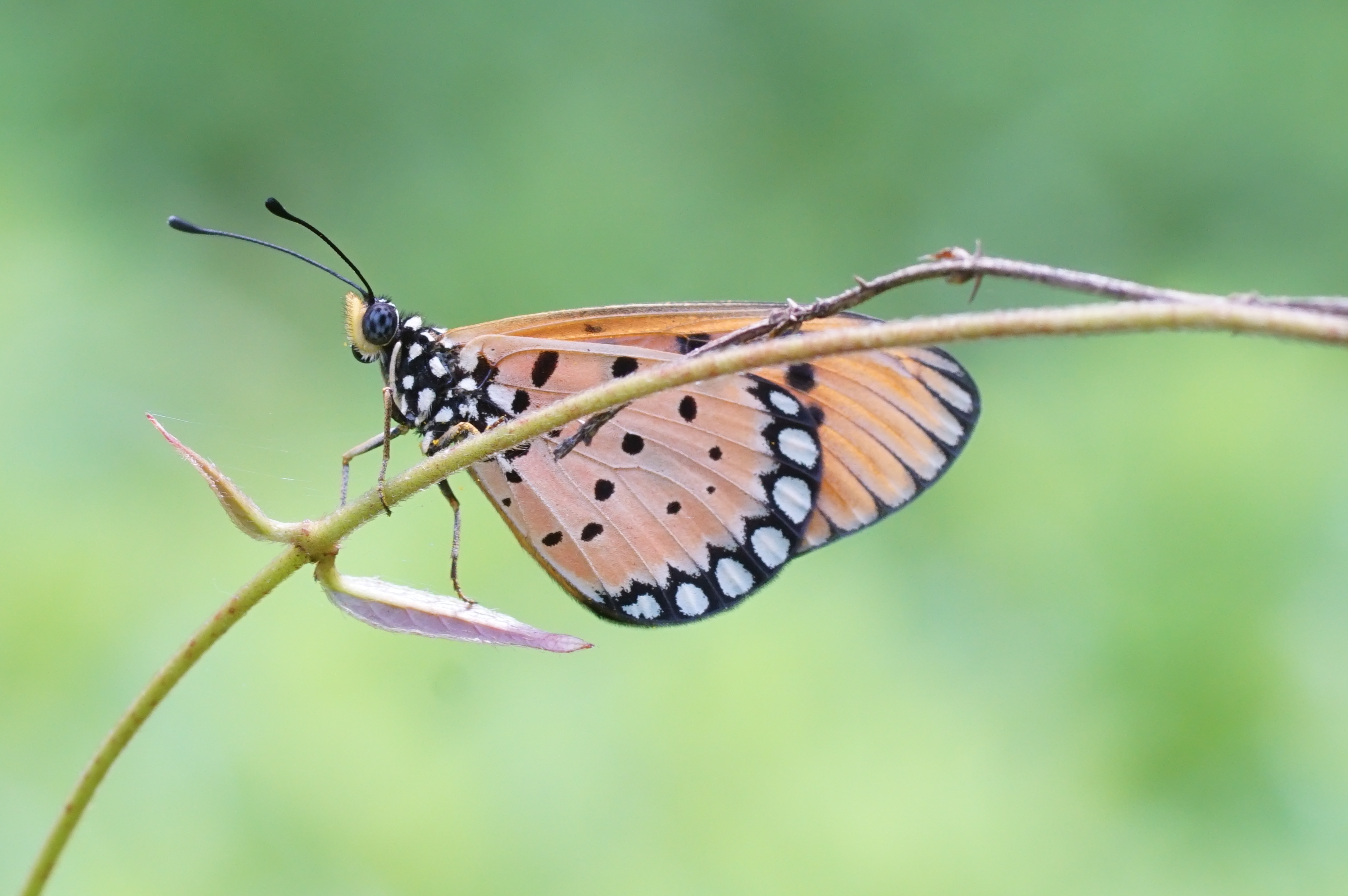 Tawny Coster Acraea terpsicore 08949