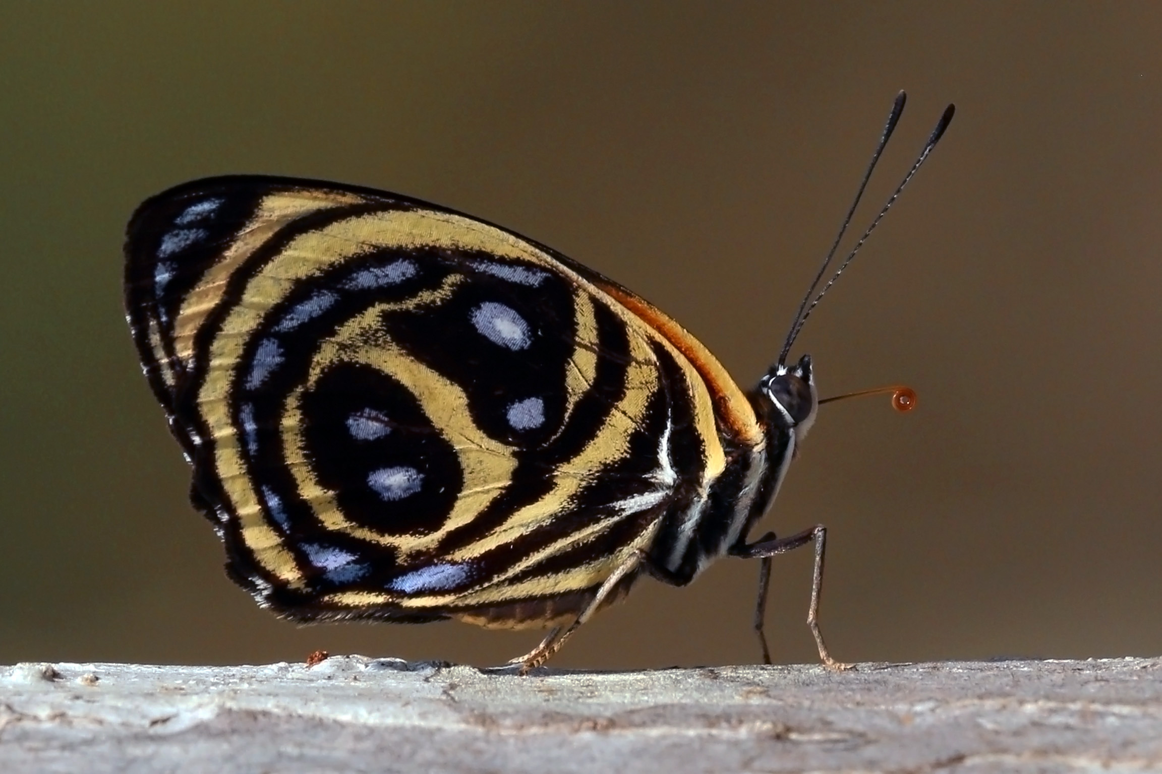 Texa eighty-eight (Callicore texa)